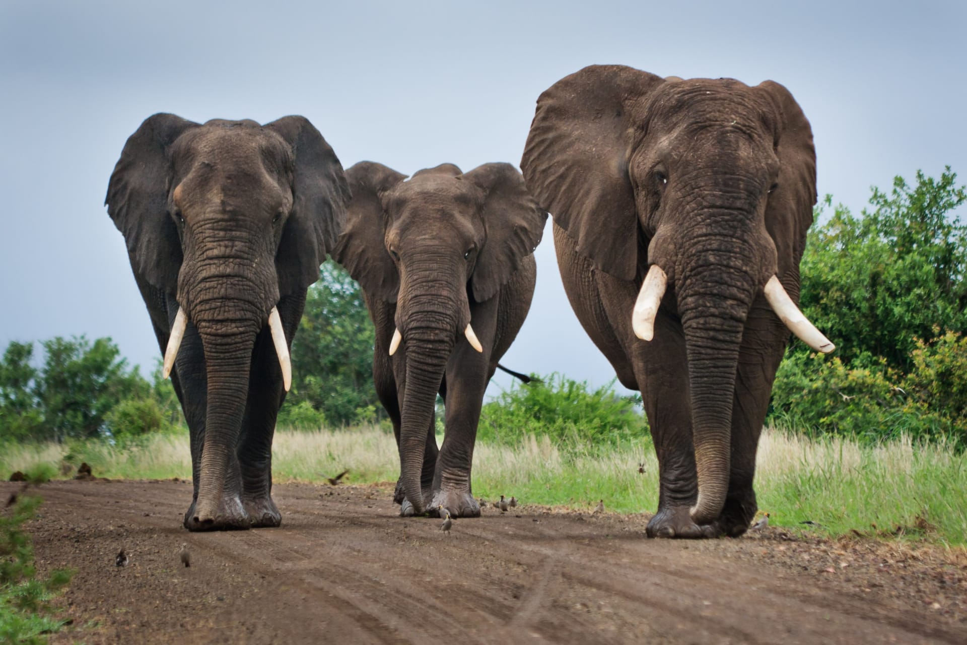 Běžný Afričan slona nikdy neuvidí - zaplatit pět dolarů za vstup do rezervace je nad jeho možnosti
