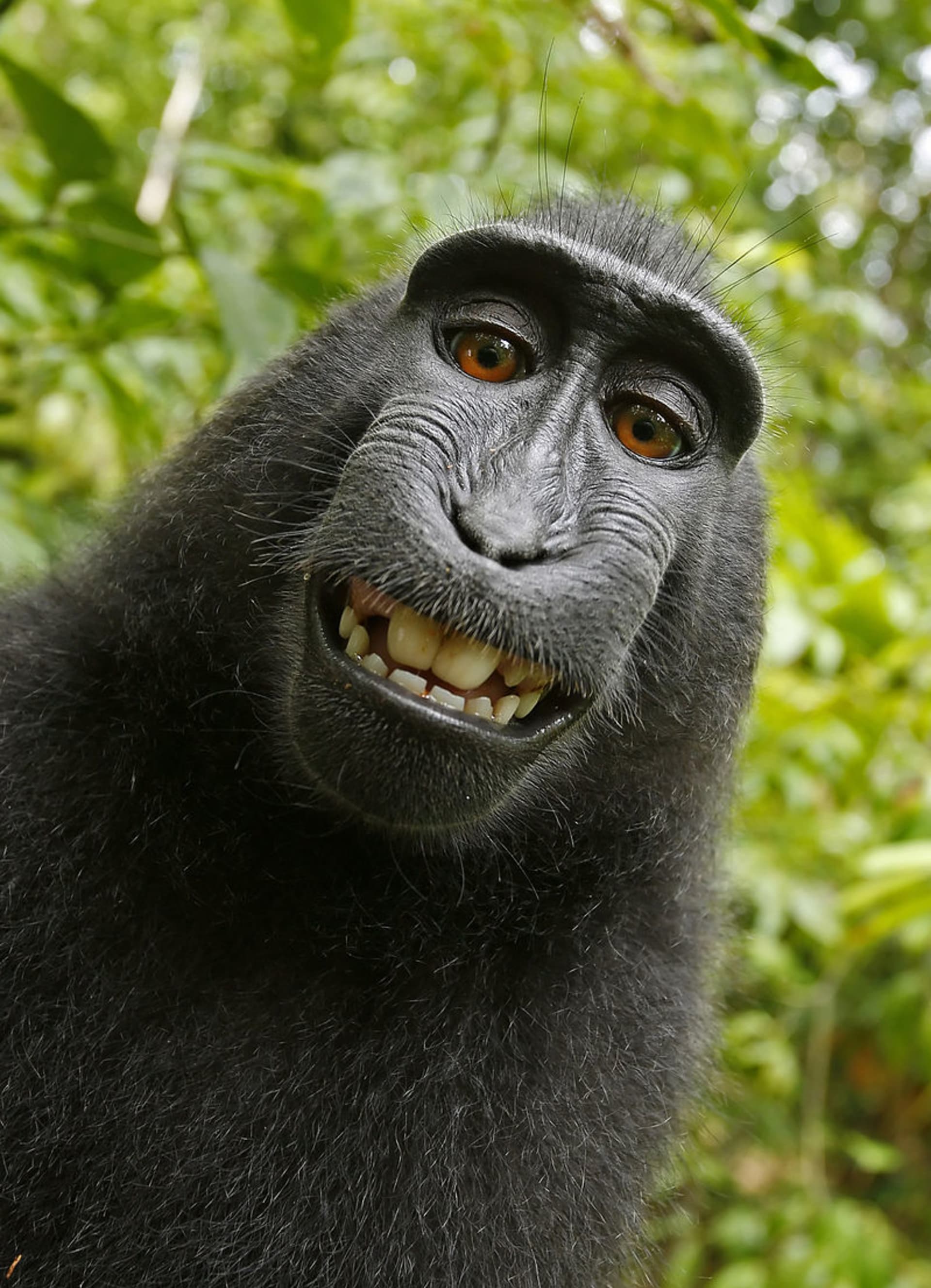 autoportrét makaka chocholatého