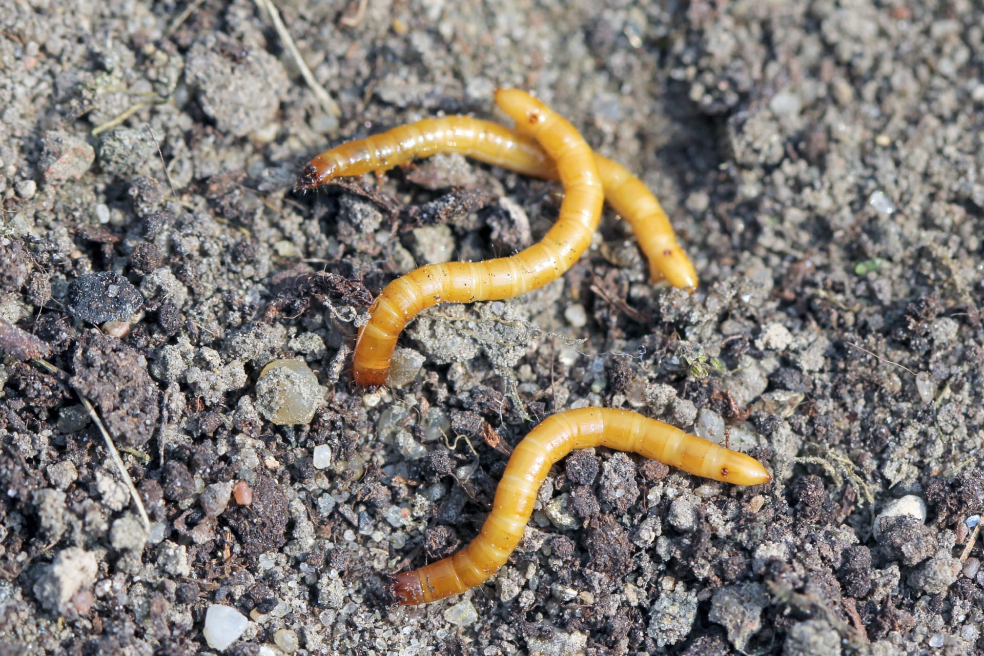 Drátovci - larvy kovaříků, které způsobují škody na rostlinách