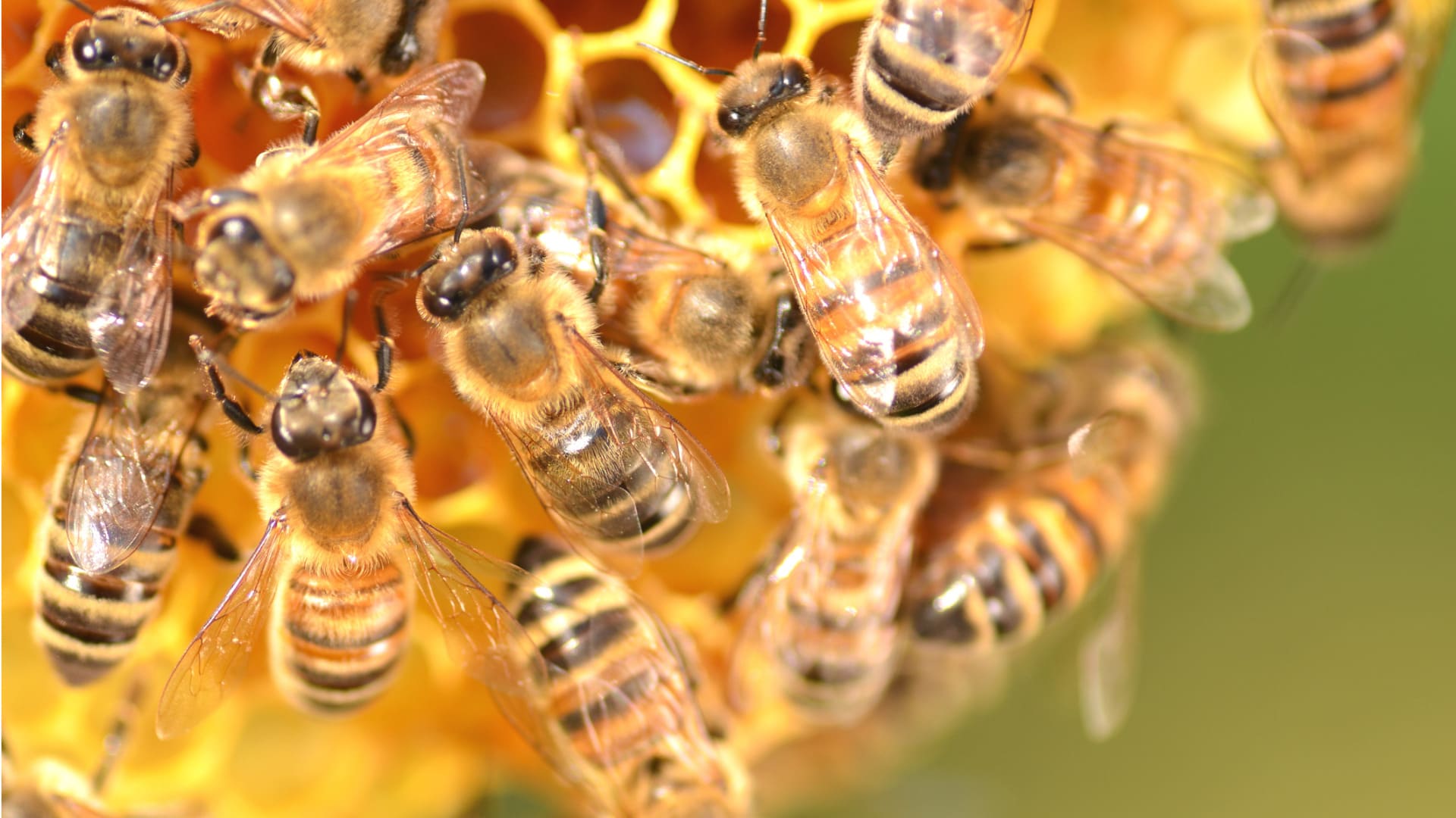 Včely nám o lidském mozku mohou prozradit opravdu hodně!