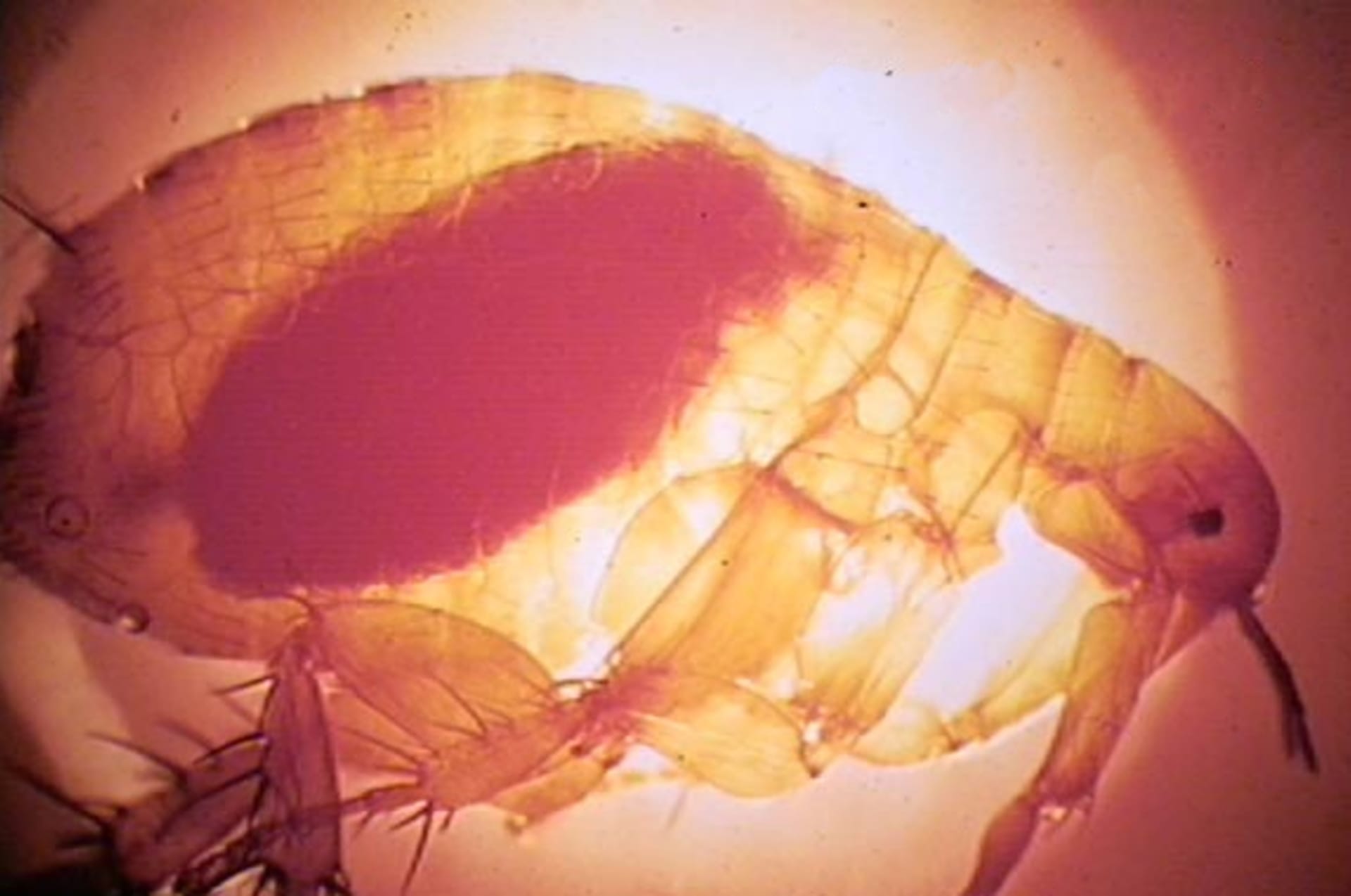 Blecha druhu Xenopsylla cheopsis - hlavní přenašeč morové nákazy