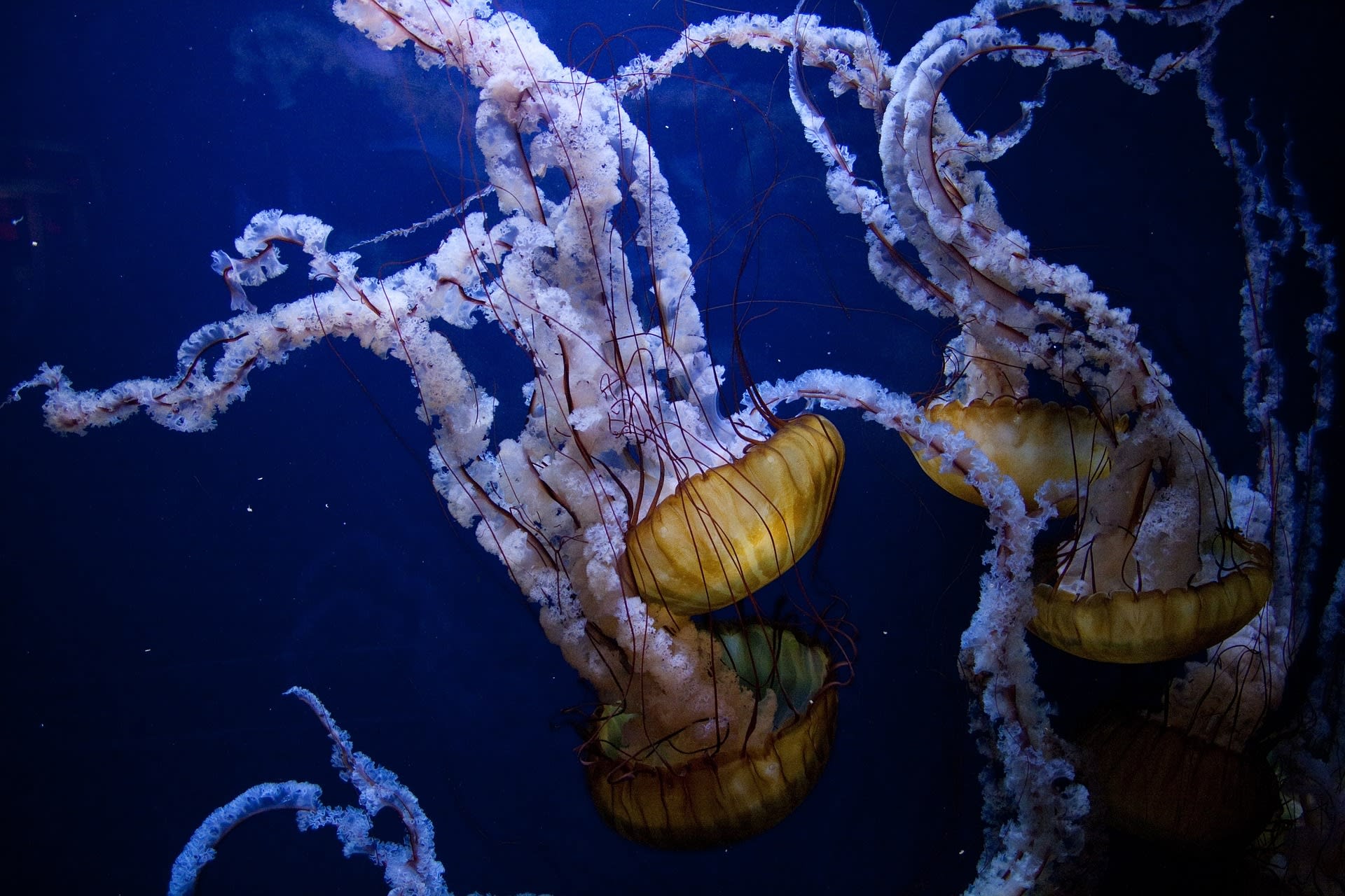 Podmořský život - medůzy