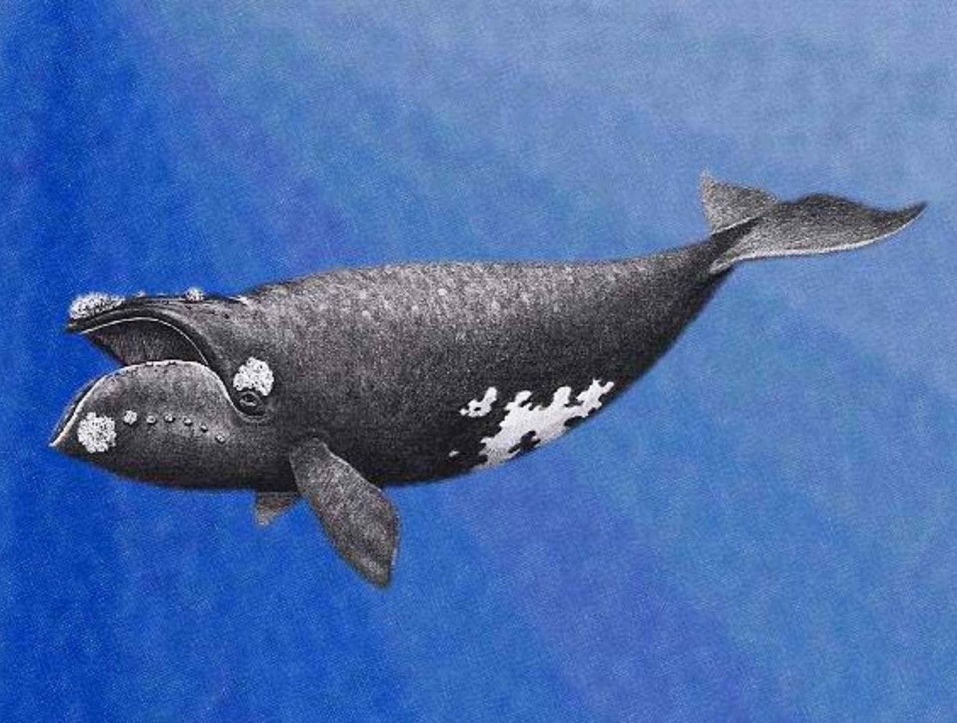 Kresba velryby japonské