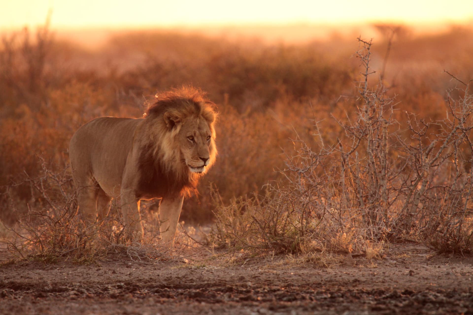Kalaharský lev za úsvitu