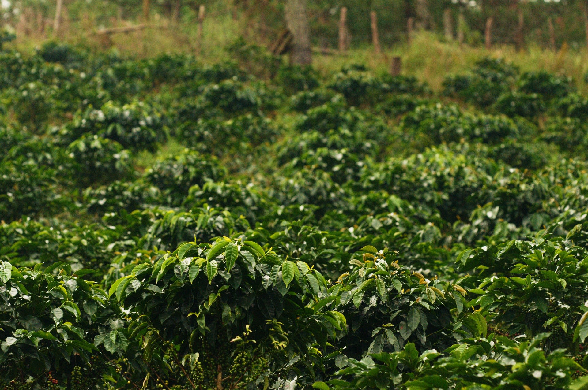 Kávovníková plantáž ve středním Vietnamu hnojená lidskými výkaly