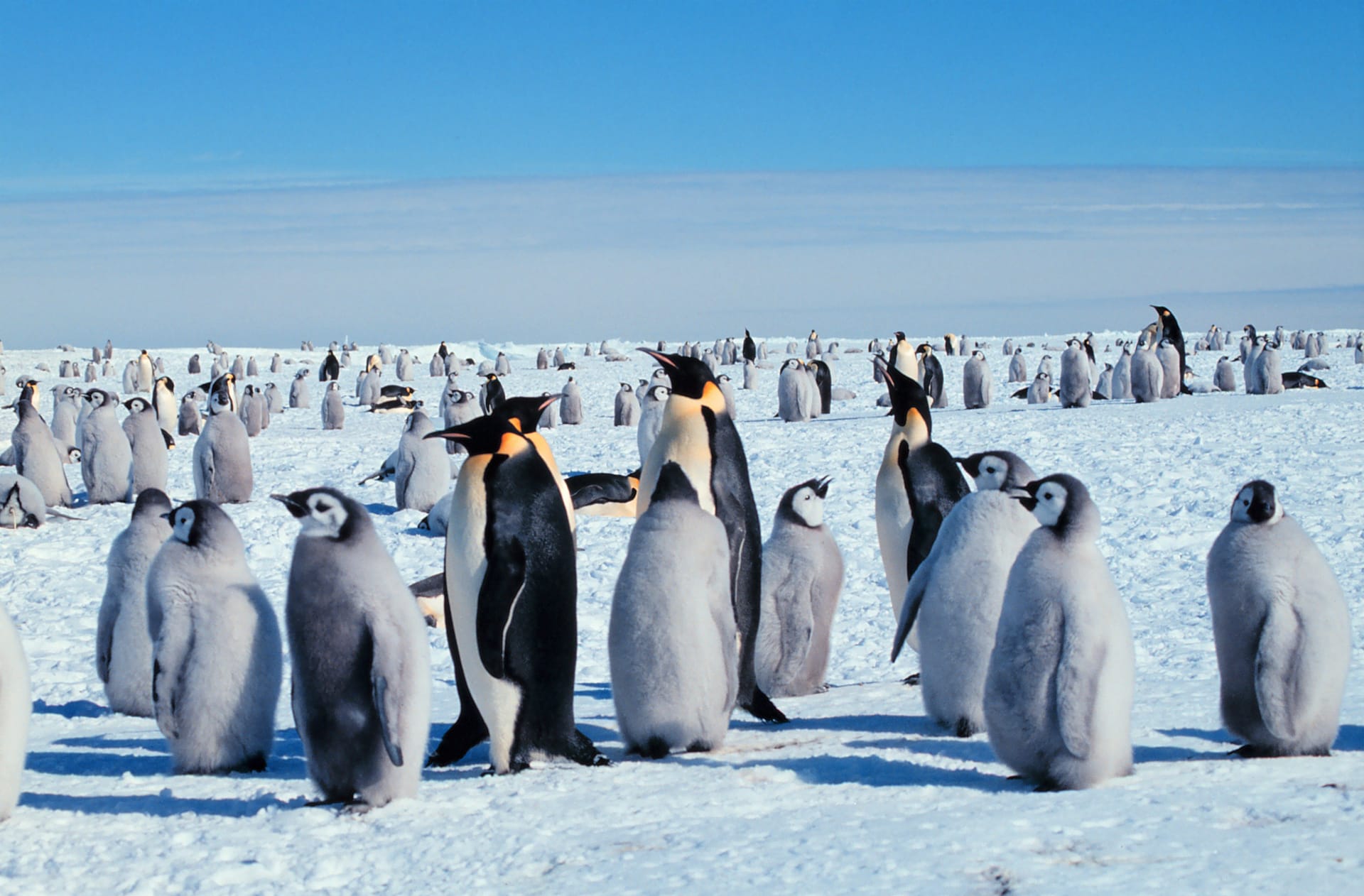Kolonie tučňáka císařského