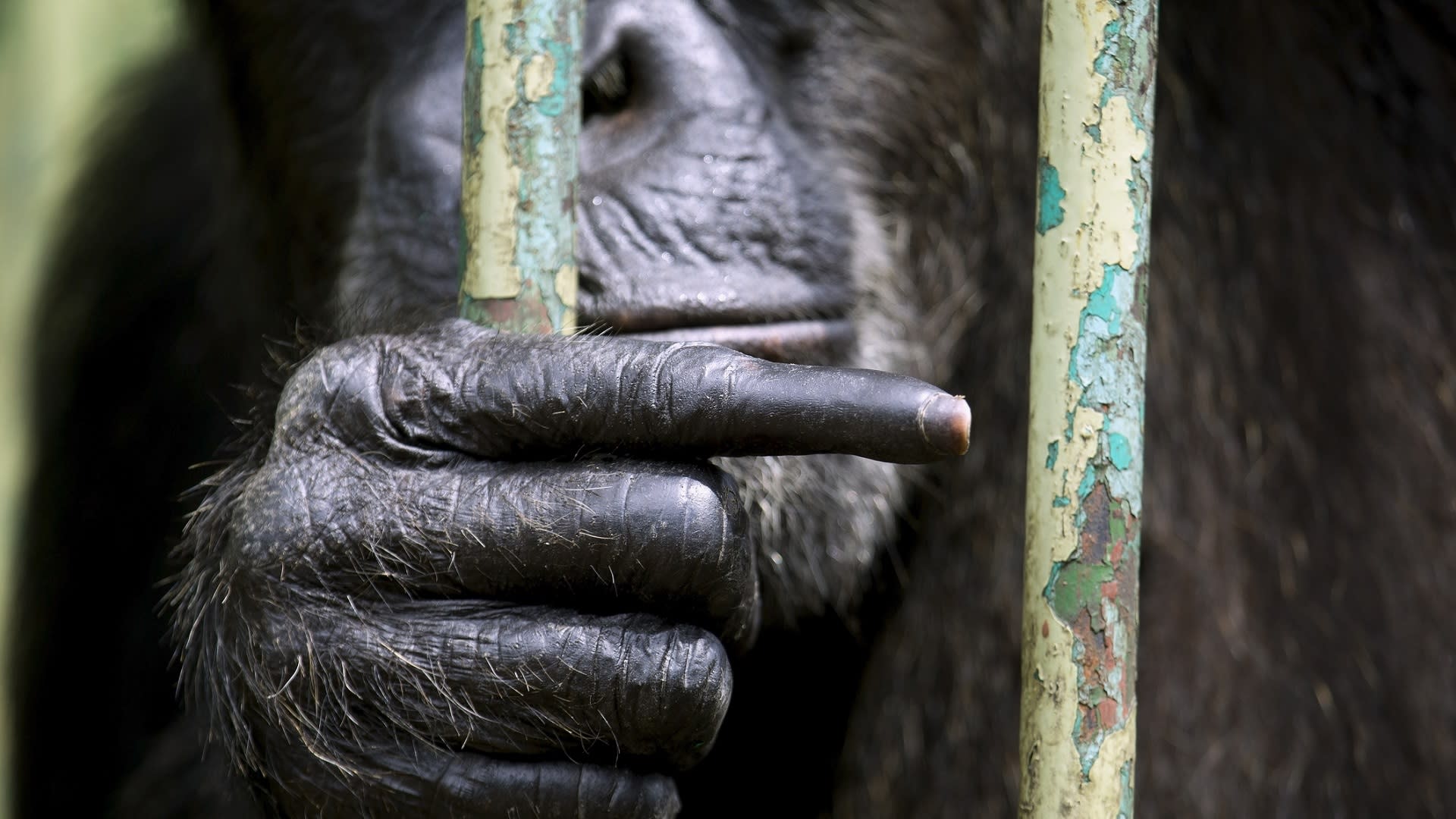 Pro inteligentní šimpanze nejsou kámen-nůžky-papír problémem!