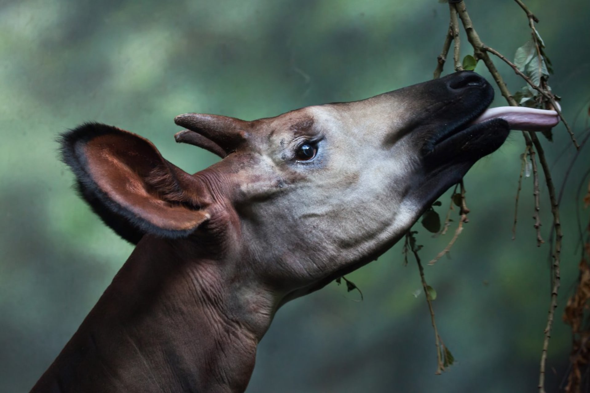 Konžský prales je domovem i jednoho z nebizarnějších savců - okapi