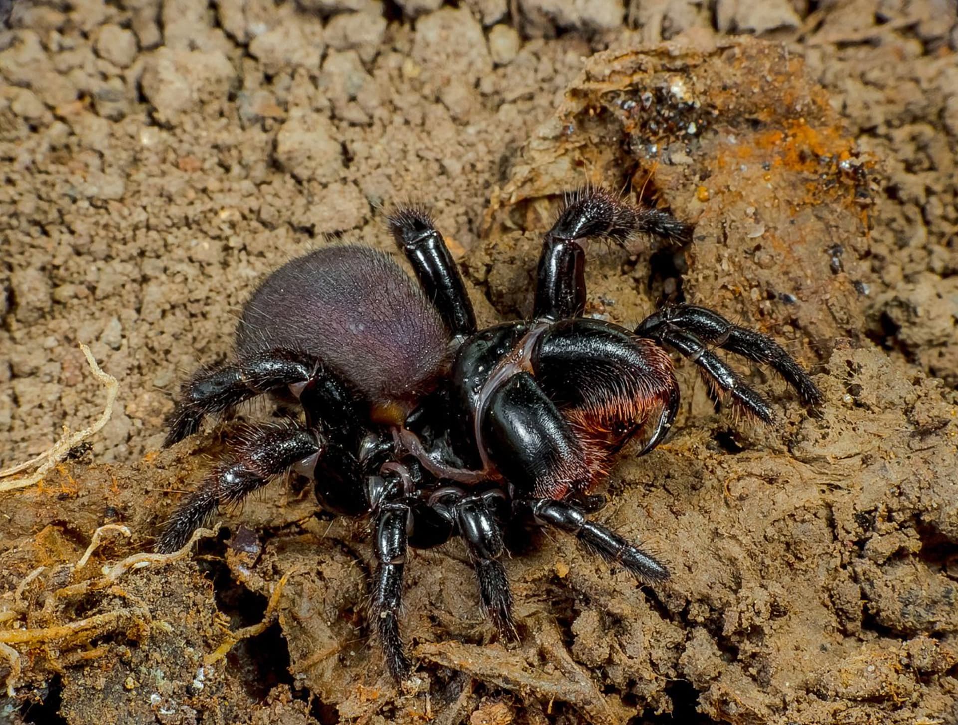 Australský pavouk druhu Missulena bradleyi  1