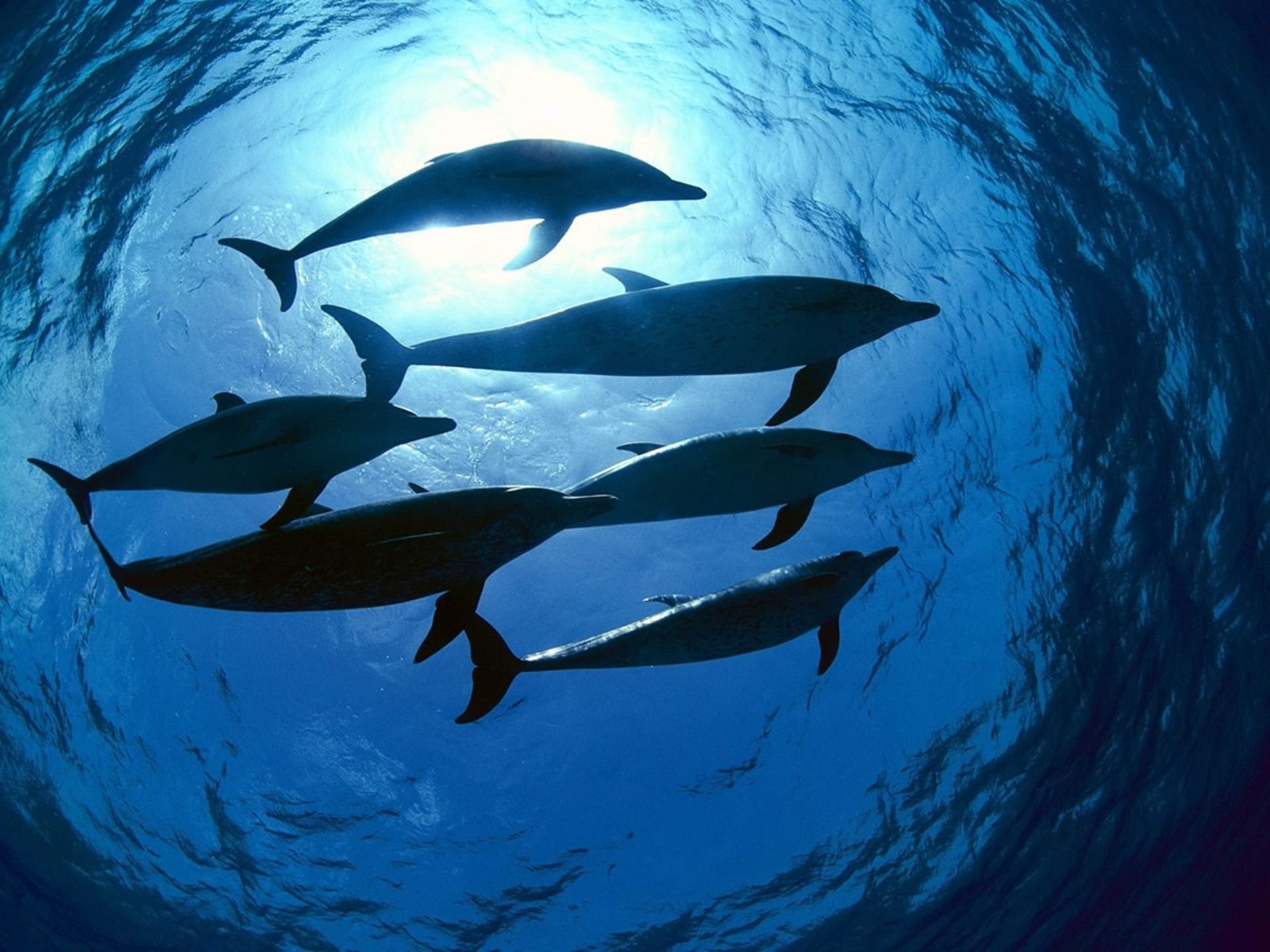 Delfíni hravě skotačí v oceánu - vědí, že je homeopatie zachrání