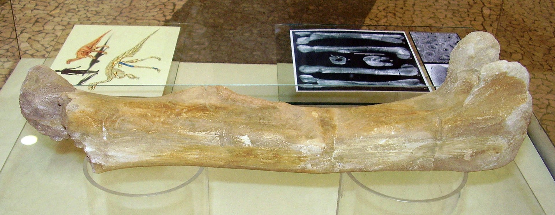Burianosaurova stehenní kost