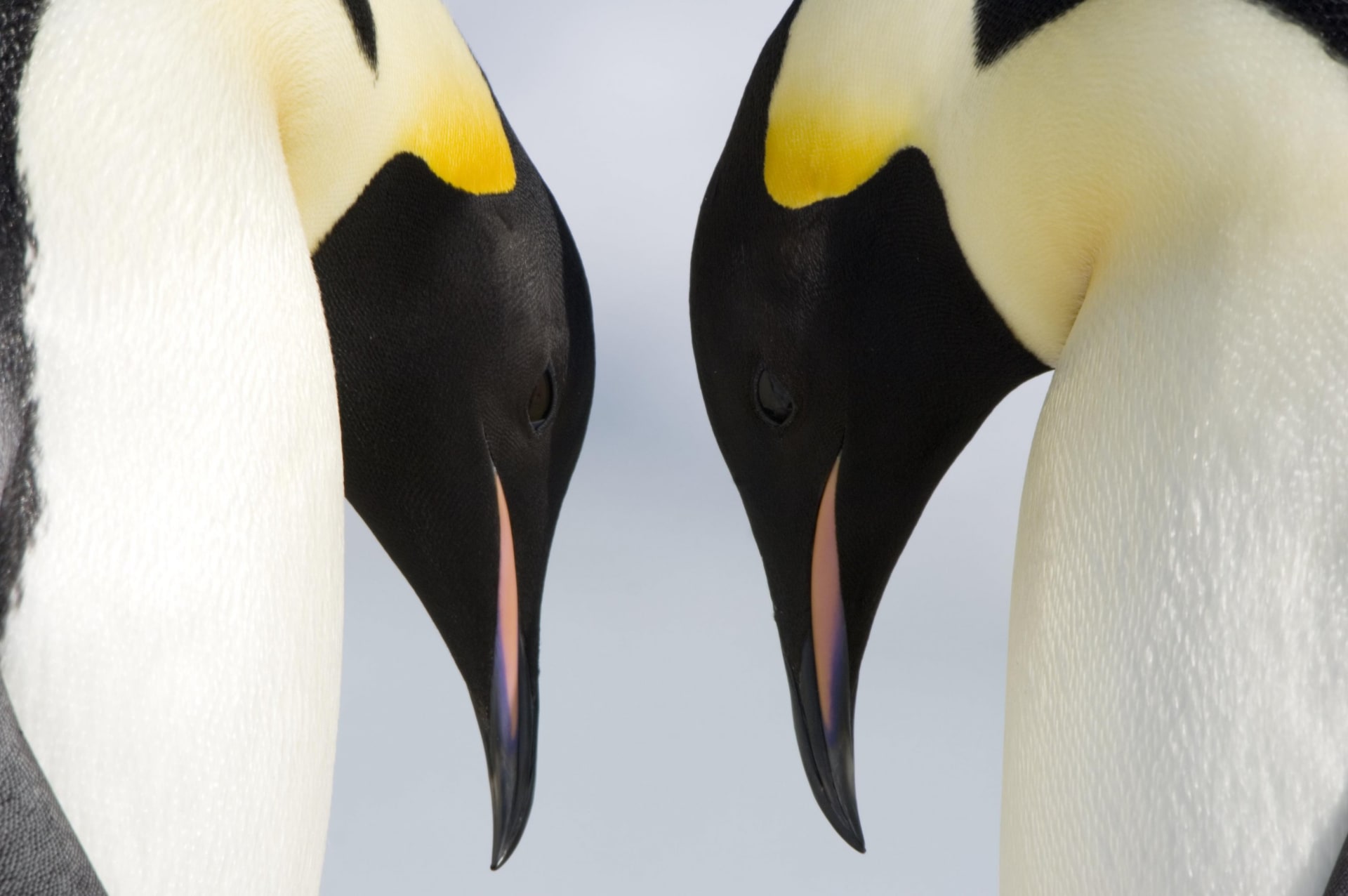 Putování tučňáků: Volání oceánu JP
