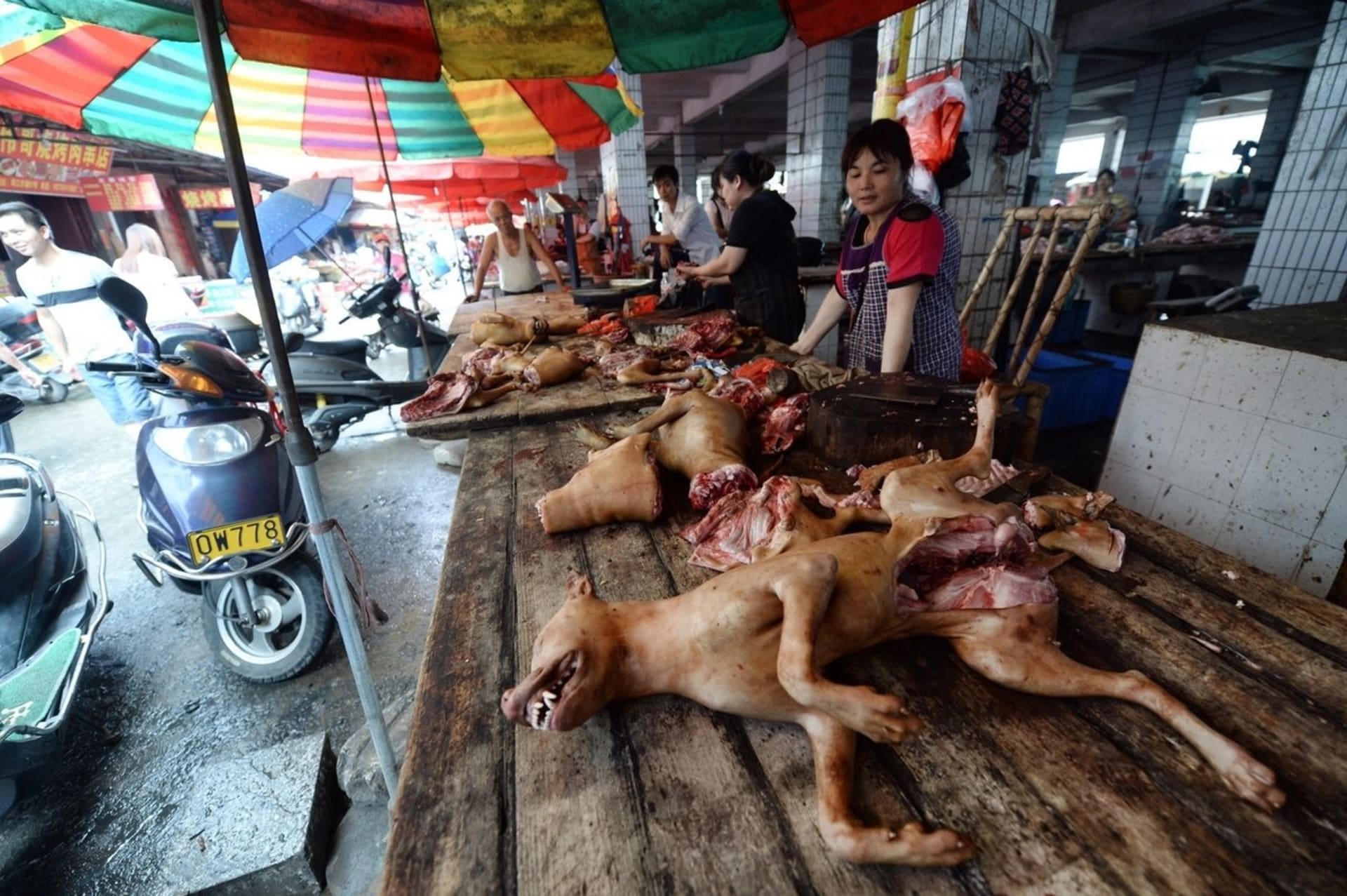 Julin: svátek psího masa v Číně - Obrázek 2