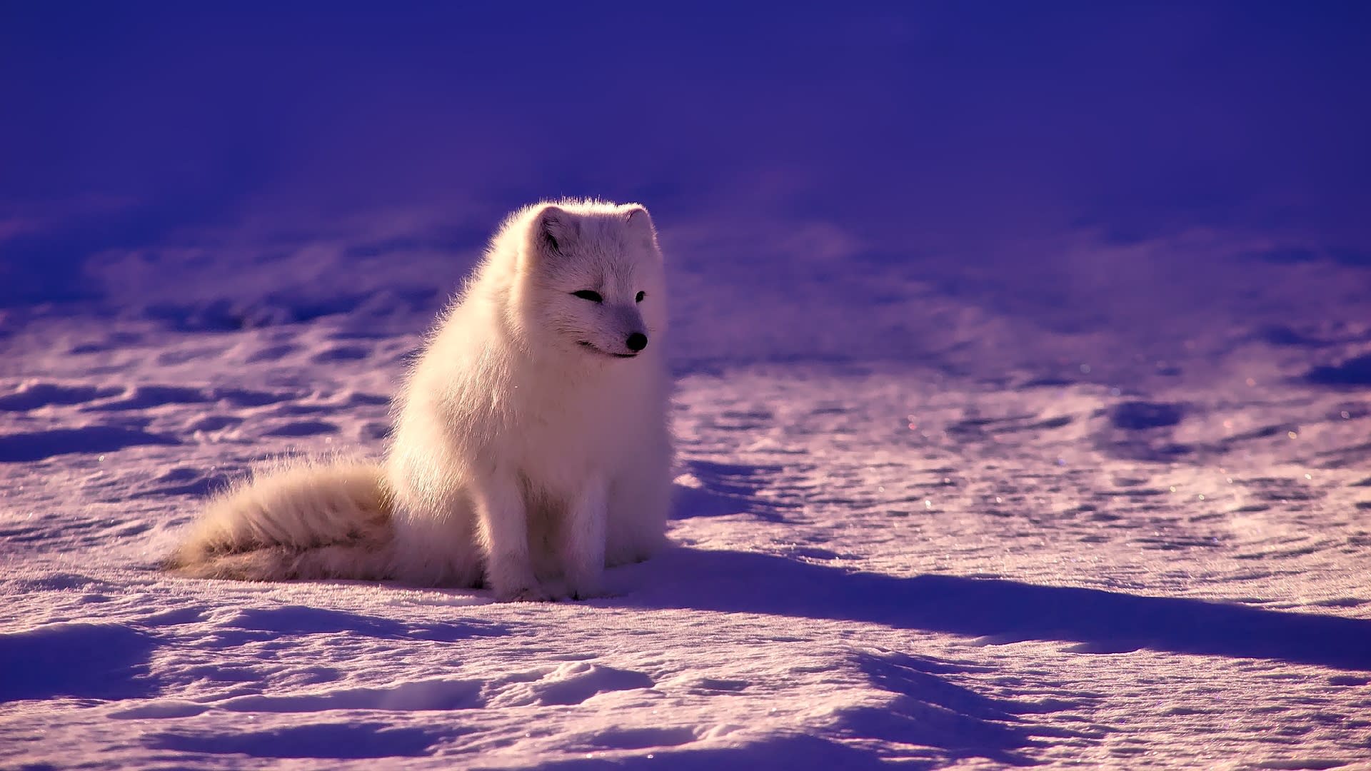 polární liška v Arktidě