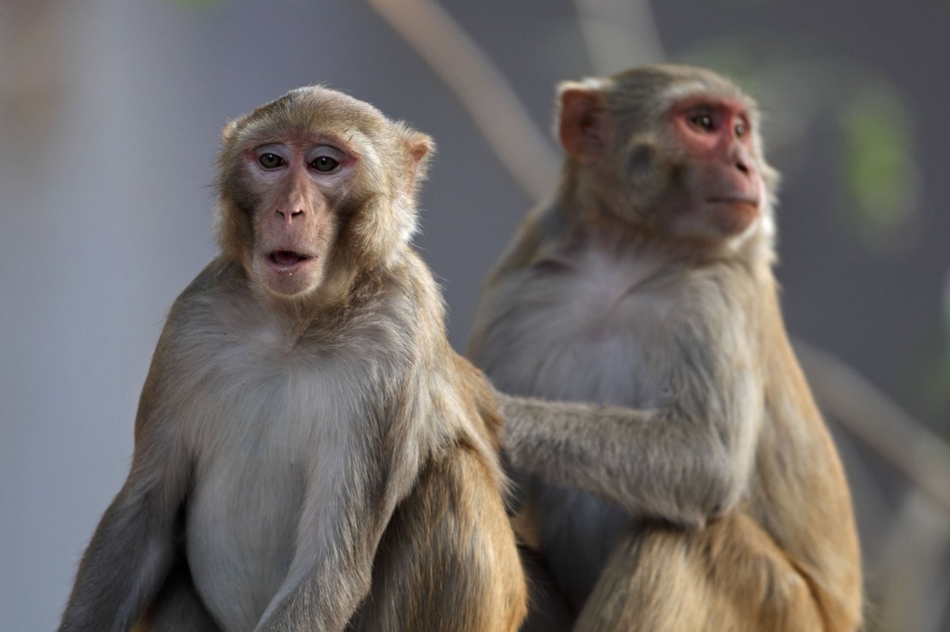 Nová vakcína prokázala účinnost v případě makaků