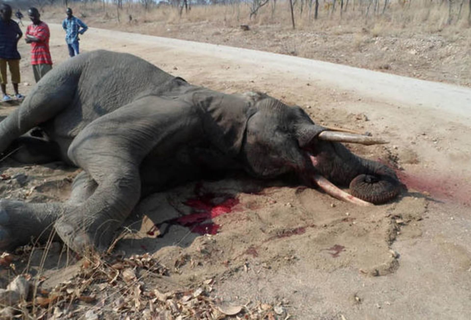 Upytlačený slon v Zimbabwe