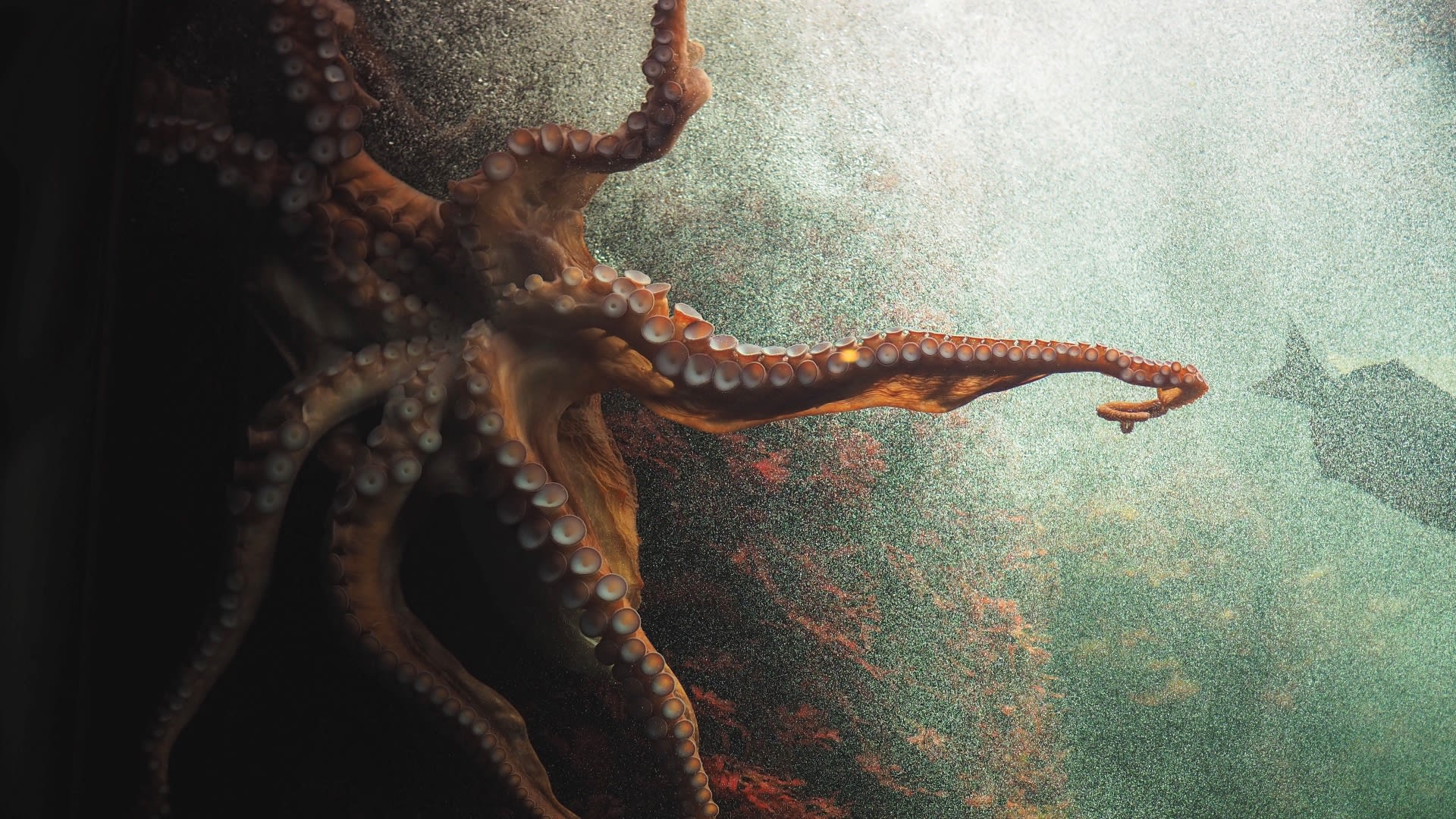 Vědci z NOAA ulovili podmořské záběry obří chobotnice.