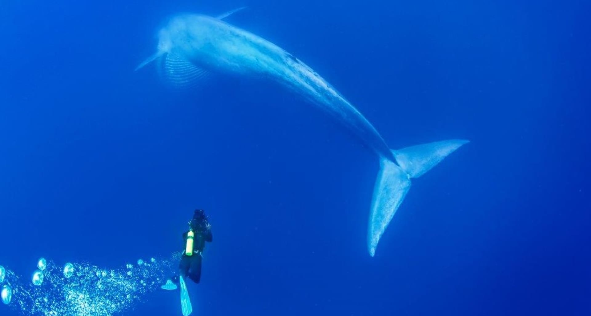Plejtvák obrovský je největším lovcem oceánu
