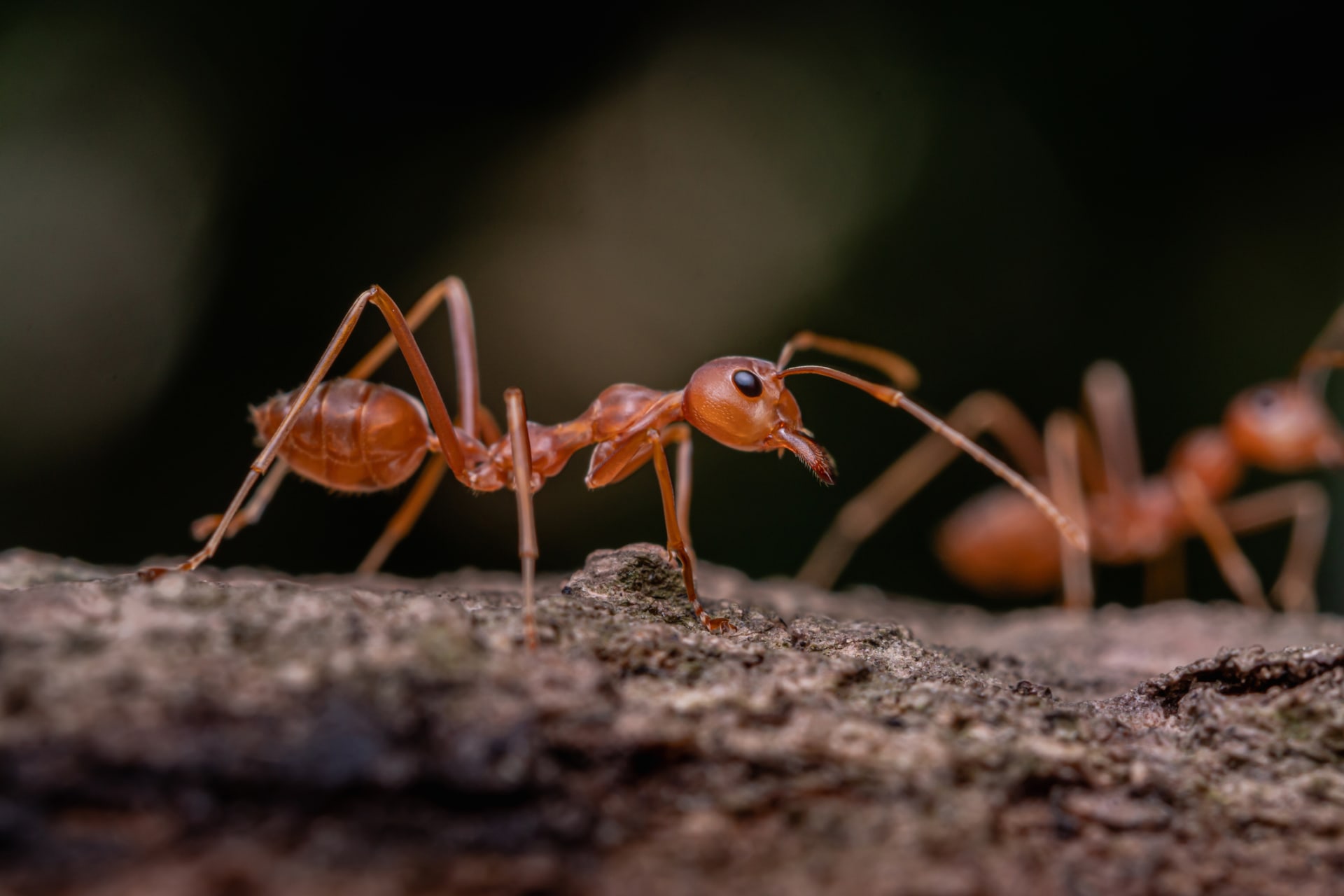 Mravenci drží nakažené jedince co nejdále od královny