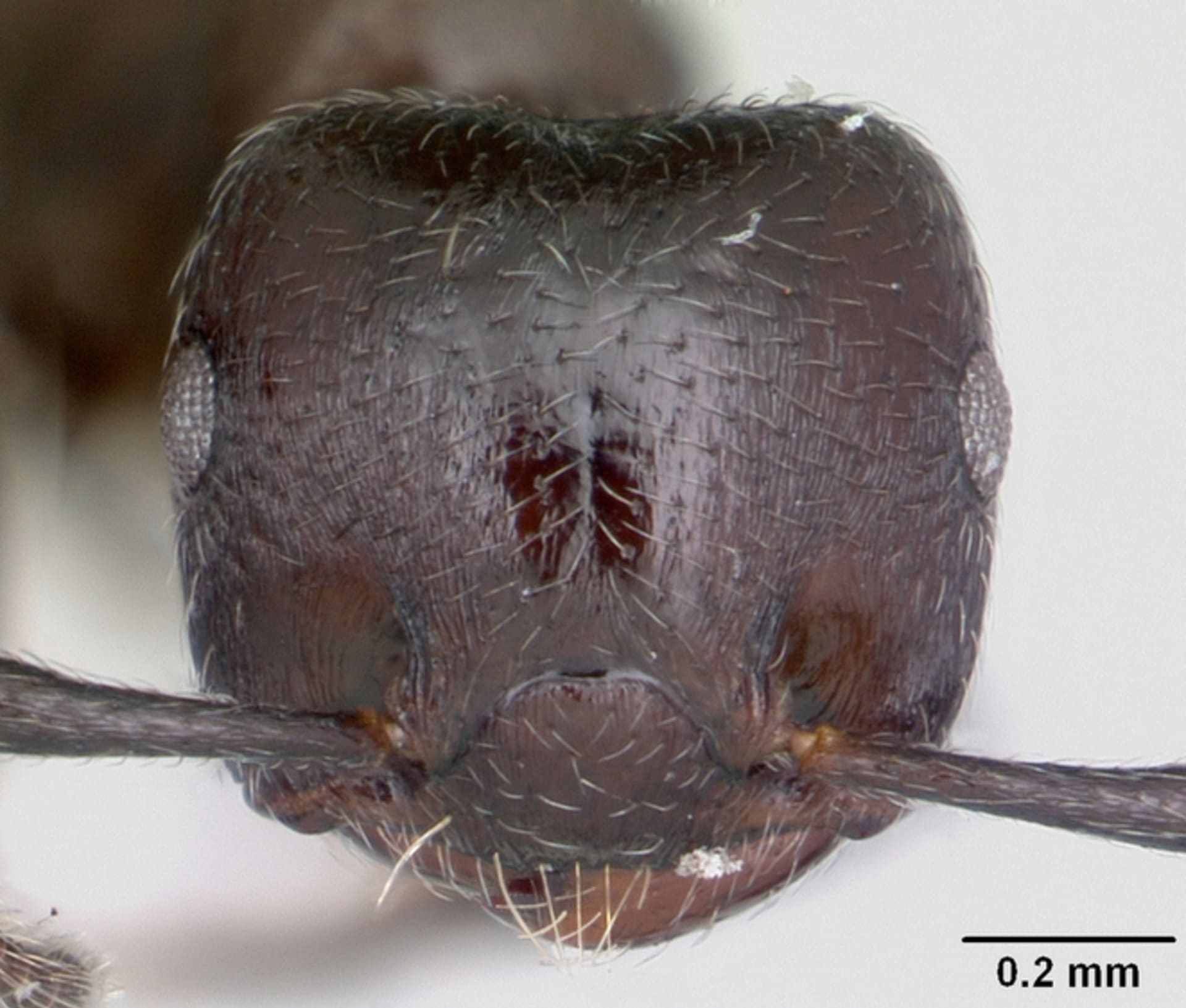 Hlava hlavatého mravence