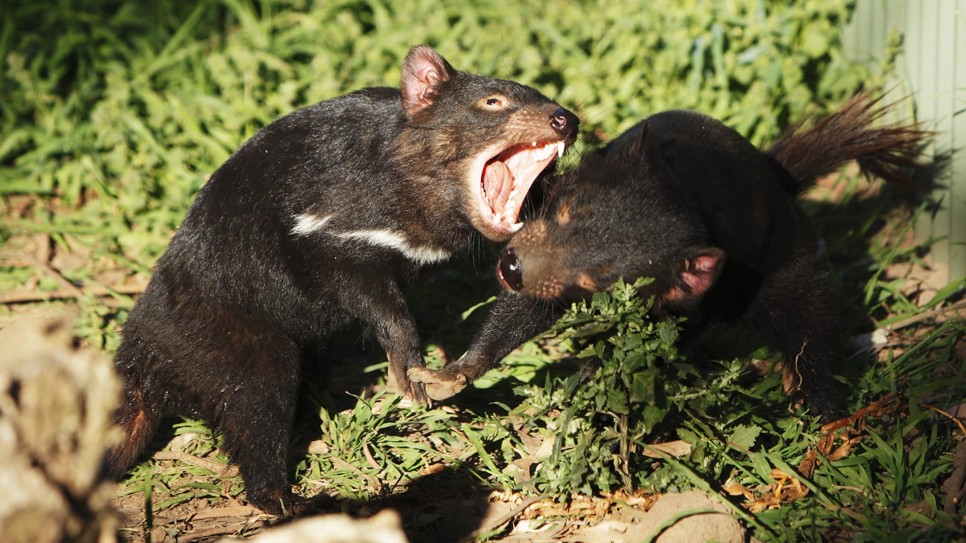Tasmánský čert je v boji velmi agresivní