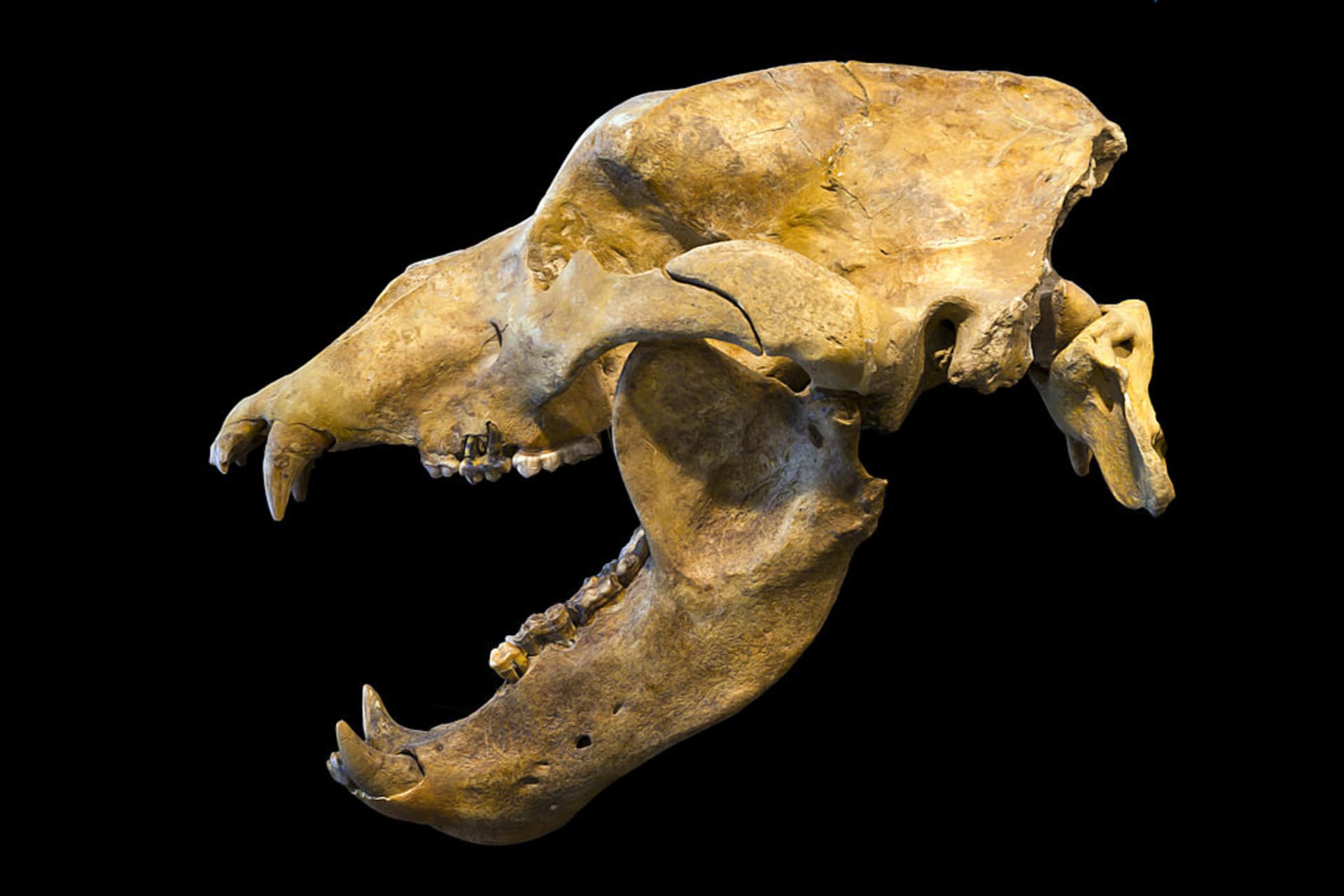 Lebka jeskynního medvěda - vyhynulého vegana
