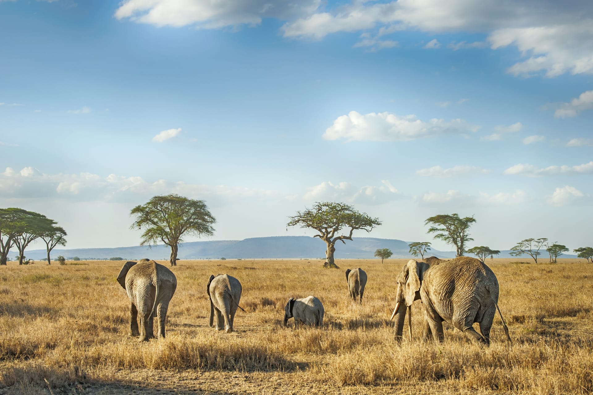 Akácie a sloni: jasná potravní vazba