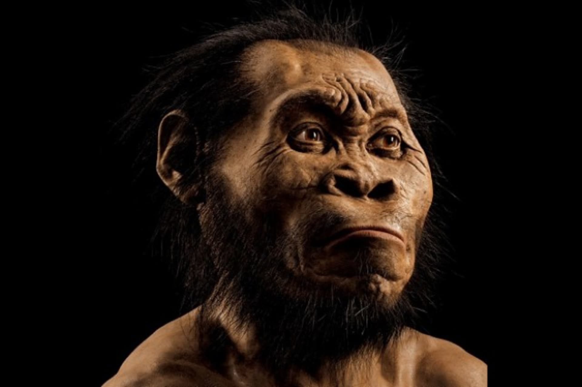 Vyobrazení Homo naledi, který pravděpodobně žil před 335 000 až 236 000 lety.