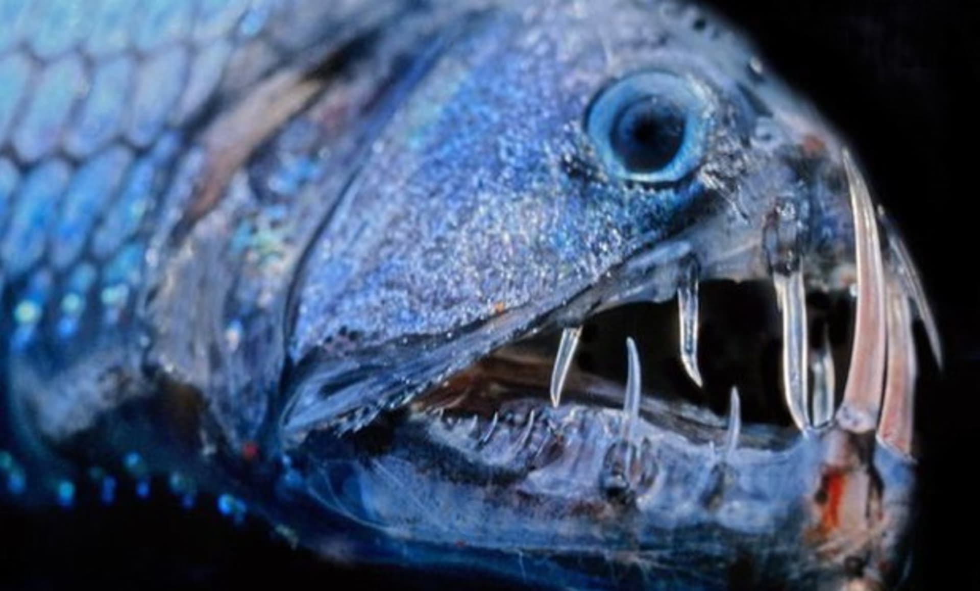 Hlubinná ryba děsivá