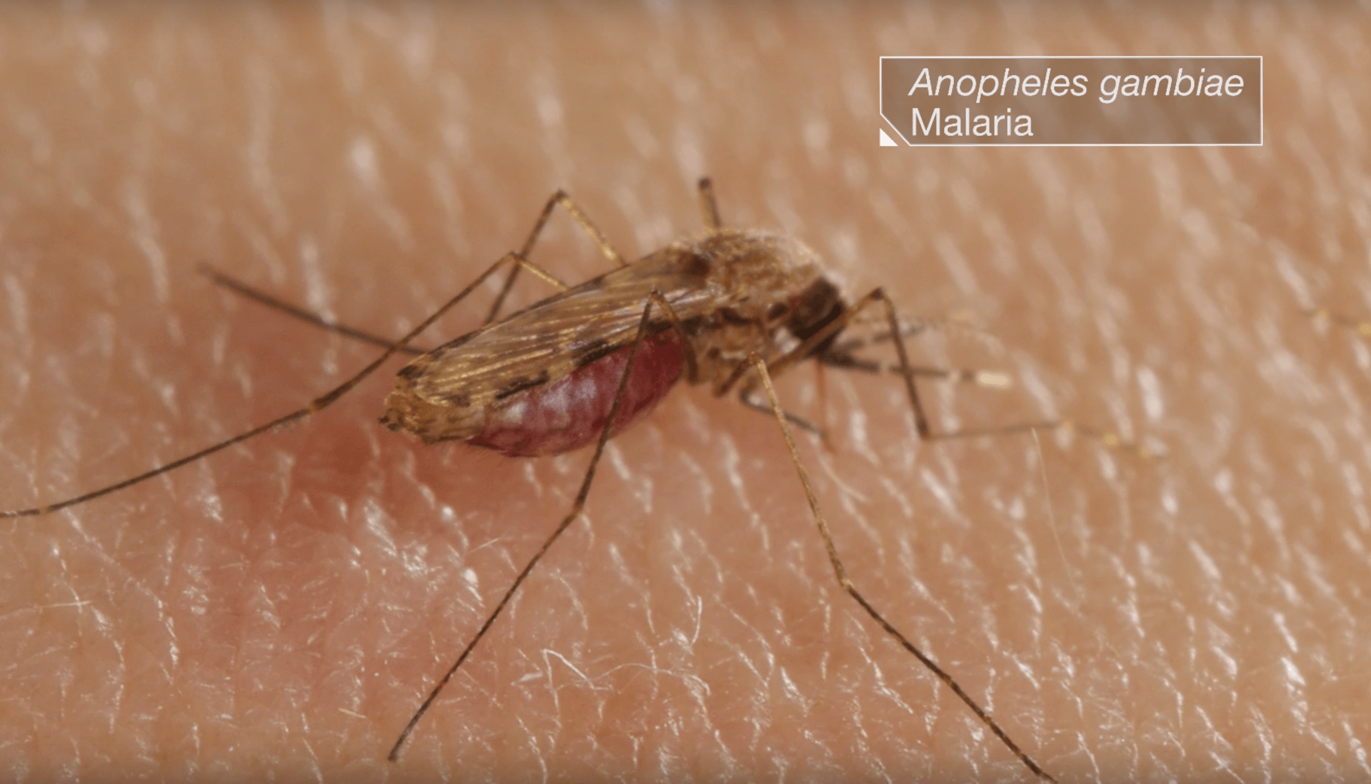 Dívka zemřela na malárii po bodnutí komárem