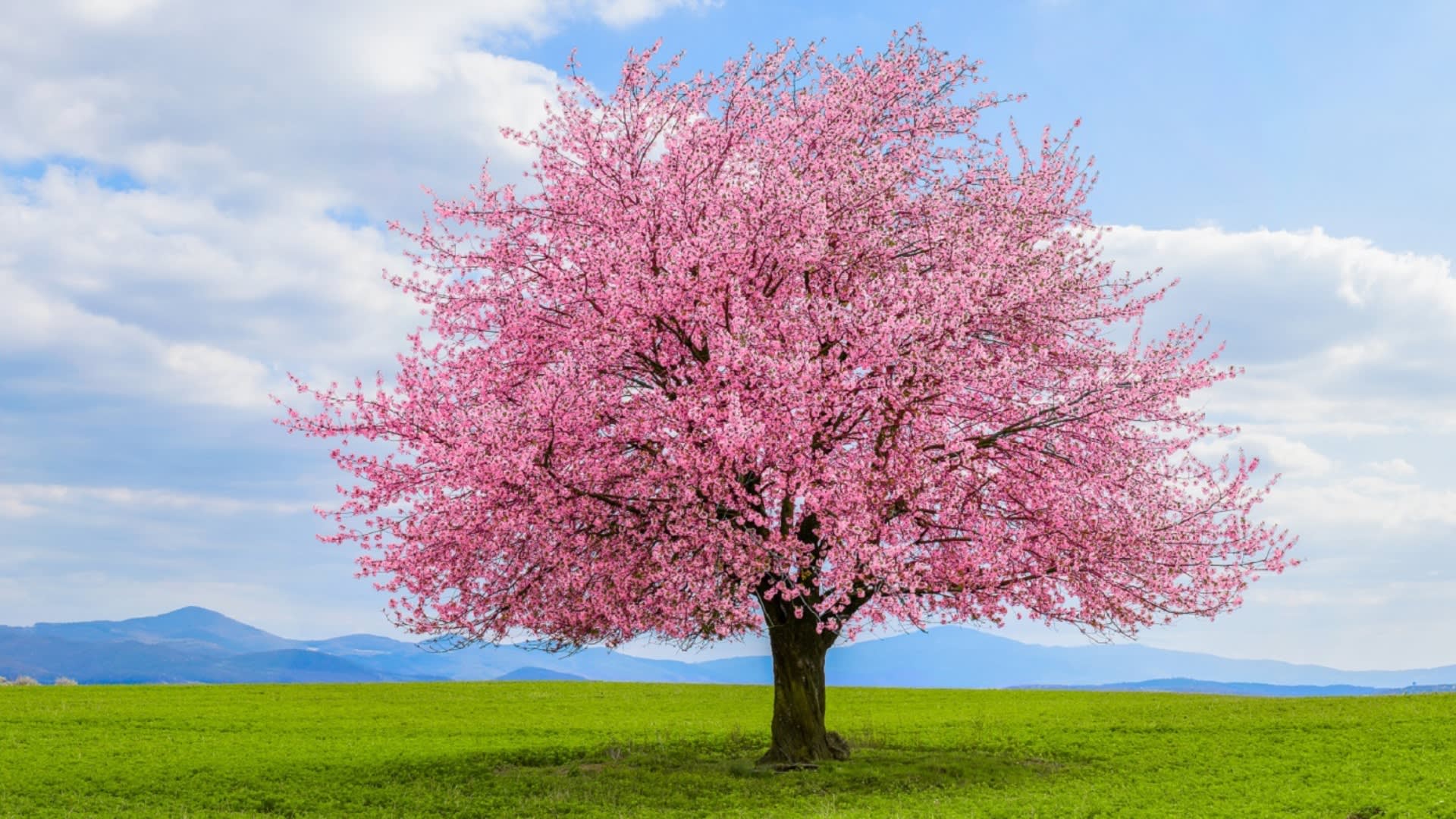 Nádherně kvetoucí sakura