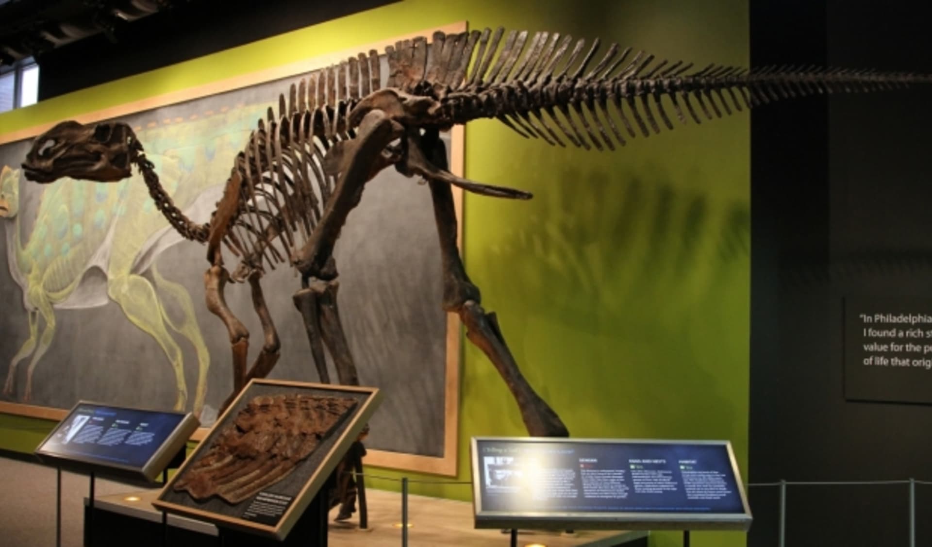 Tělo hadrosaura