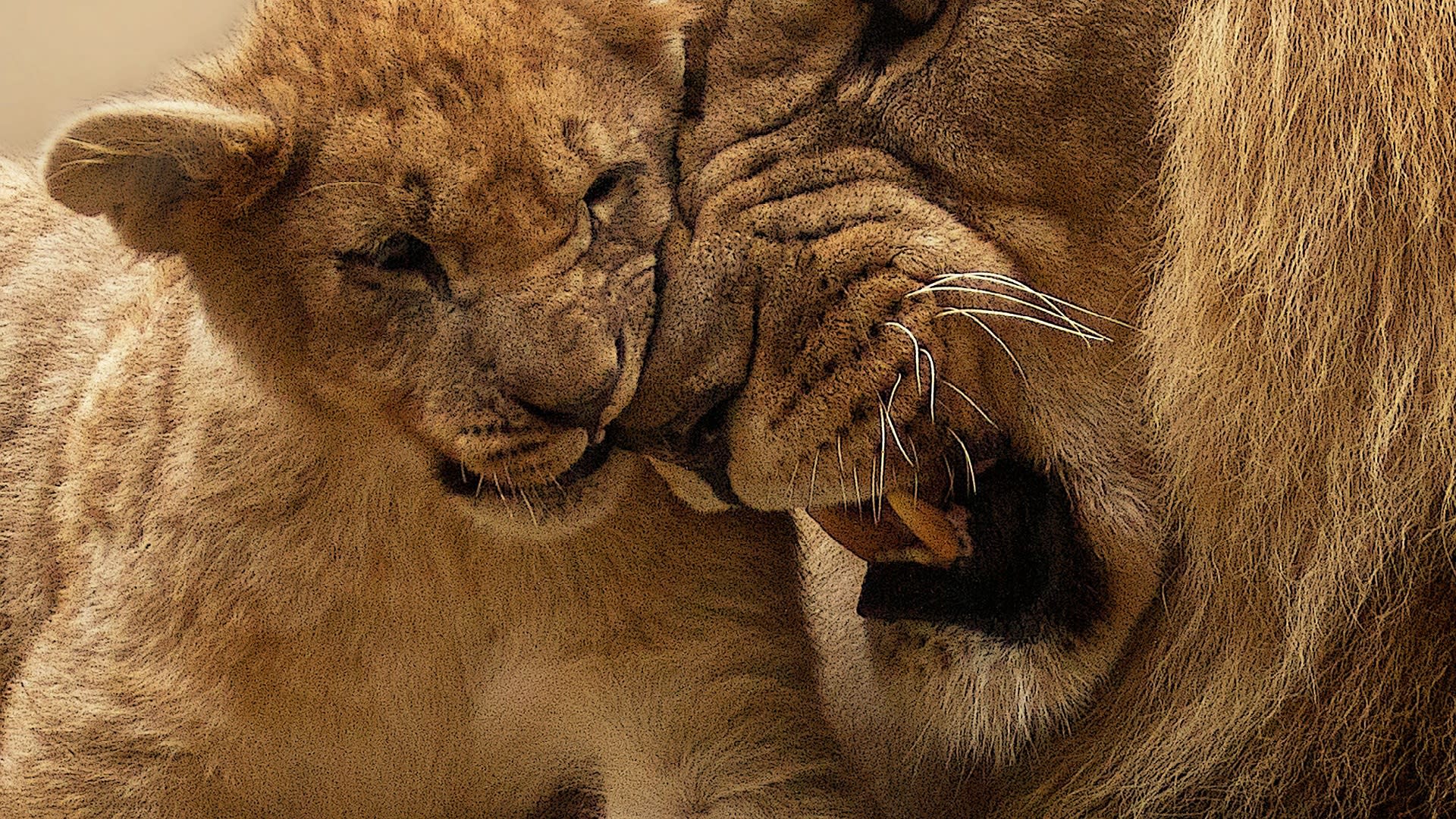 Velký africký lev a jeho malý syn
