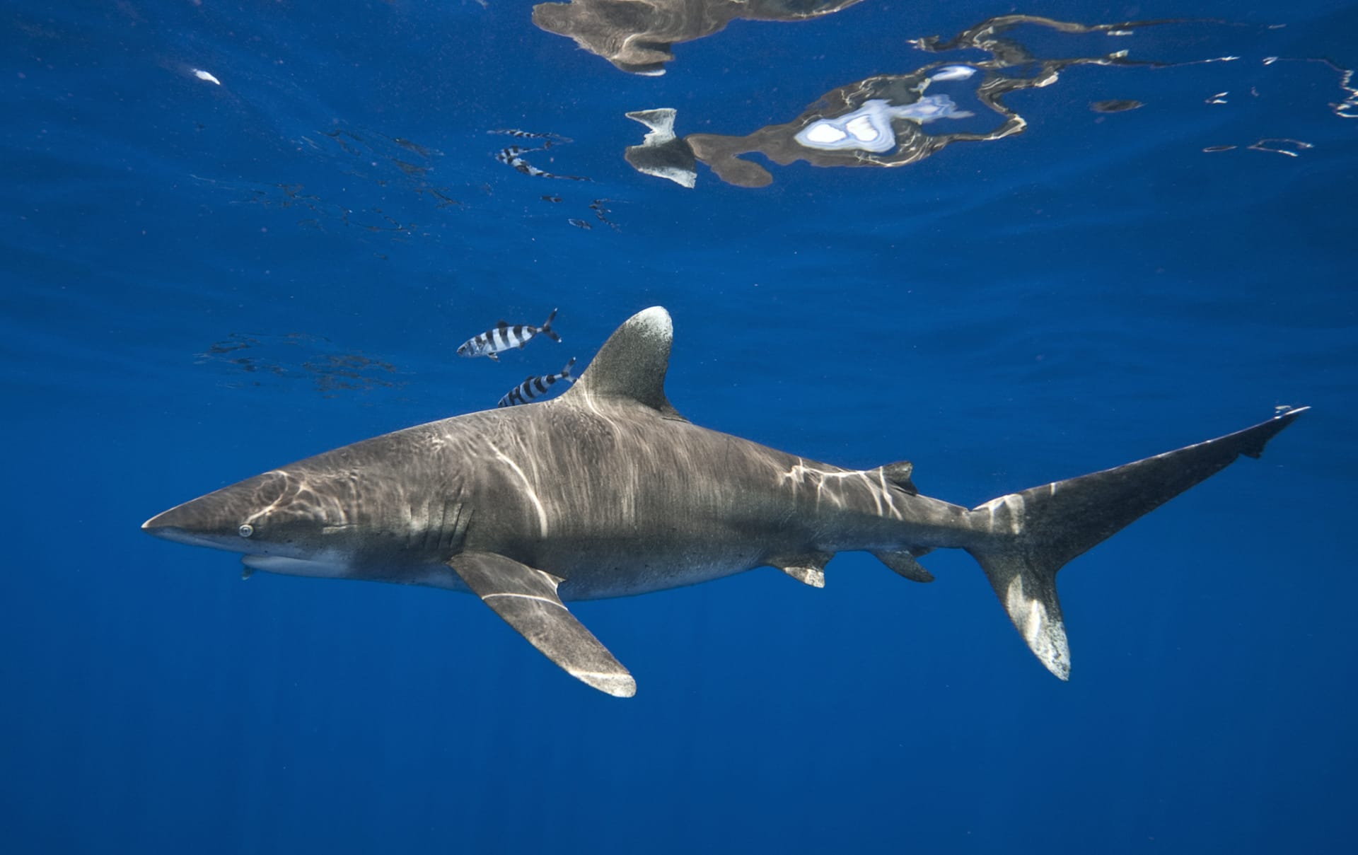 Žralok dlouhoploutvý má na svědomí stovky lidí