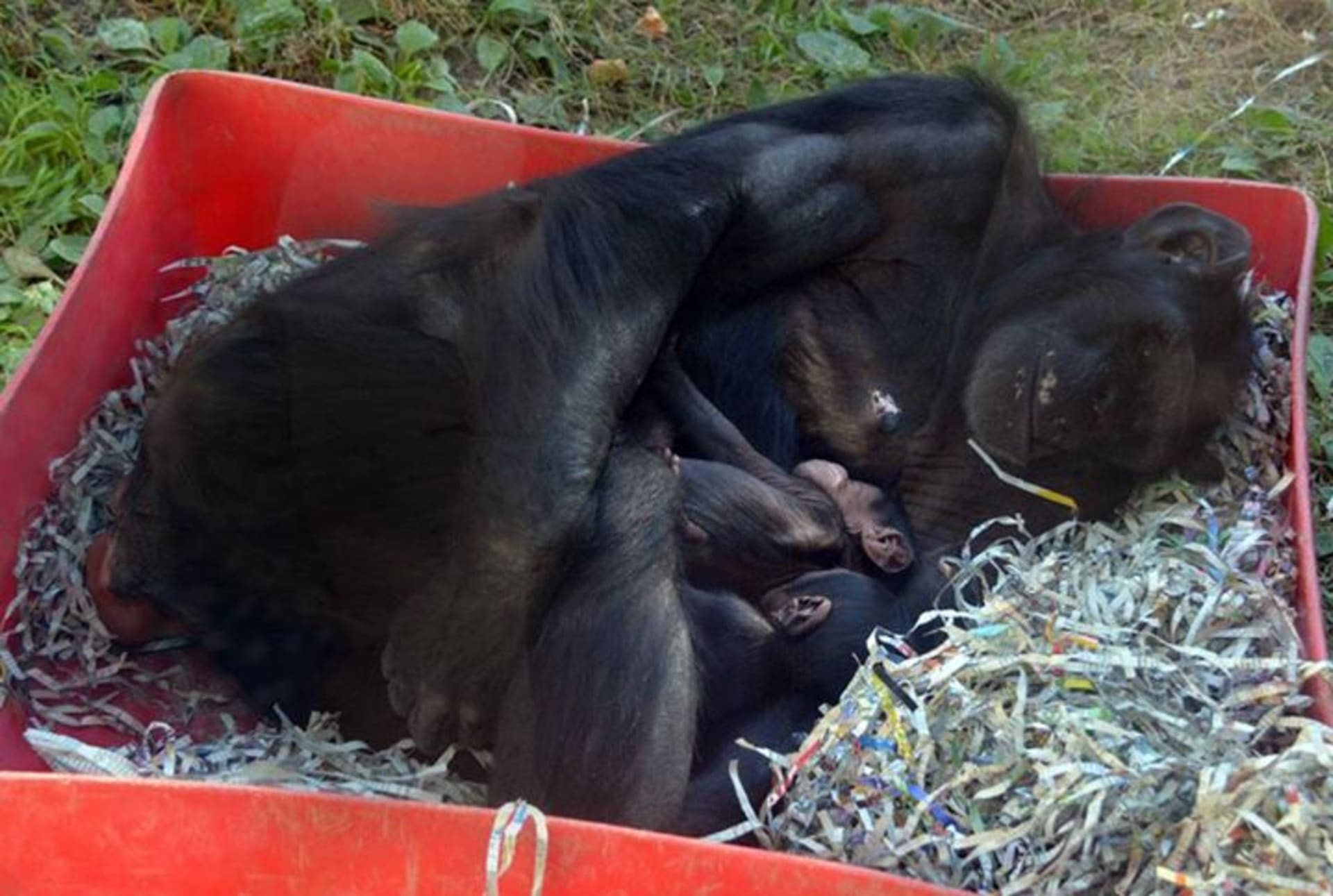 Novorozená šimpanzí dvojčata - Obrázek 2