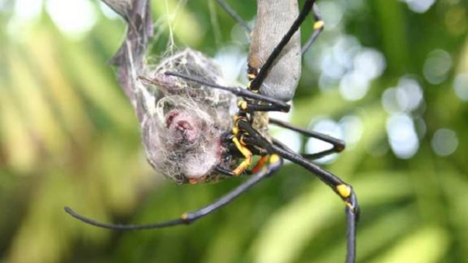 Pavouk sežral celého netopýra