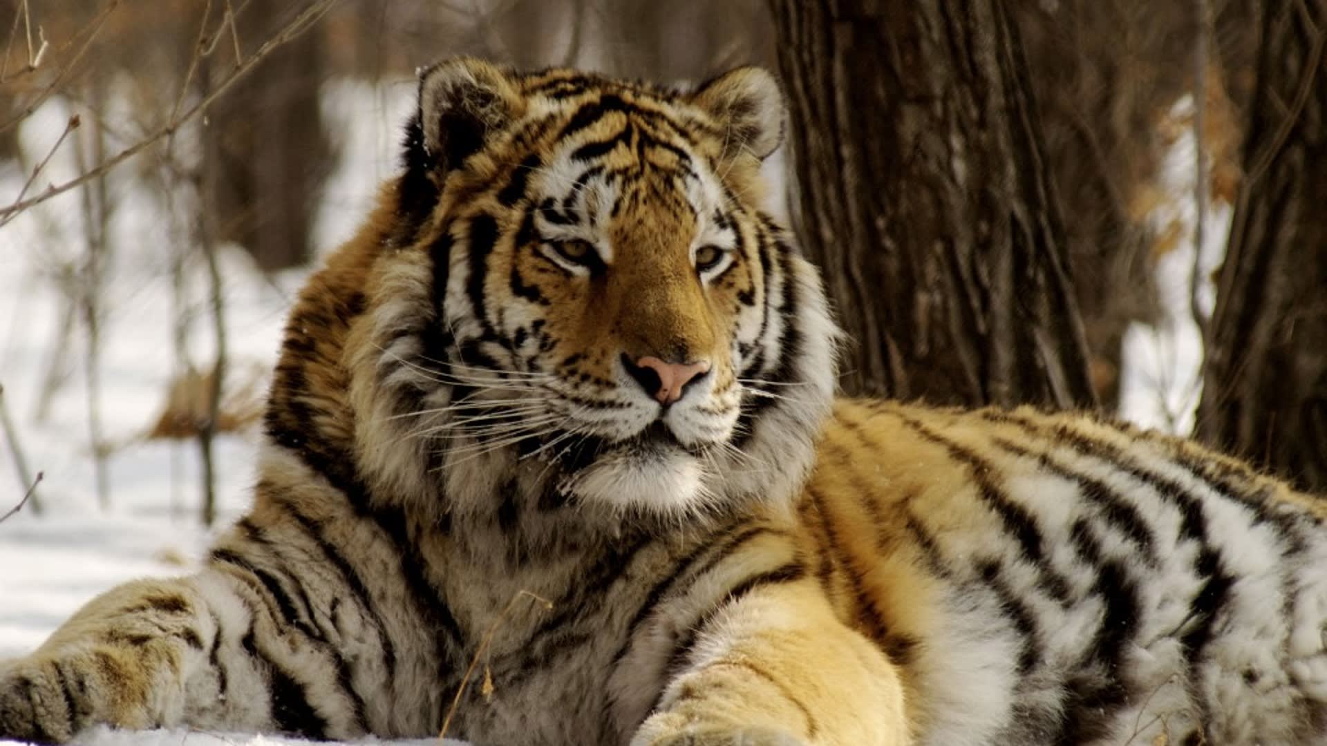 Amba, ussurijský tygr [video p349672]