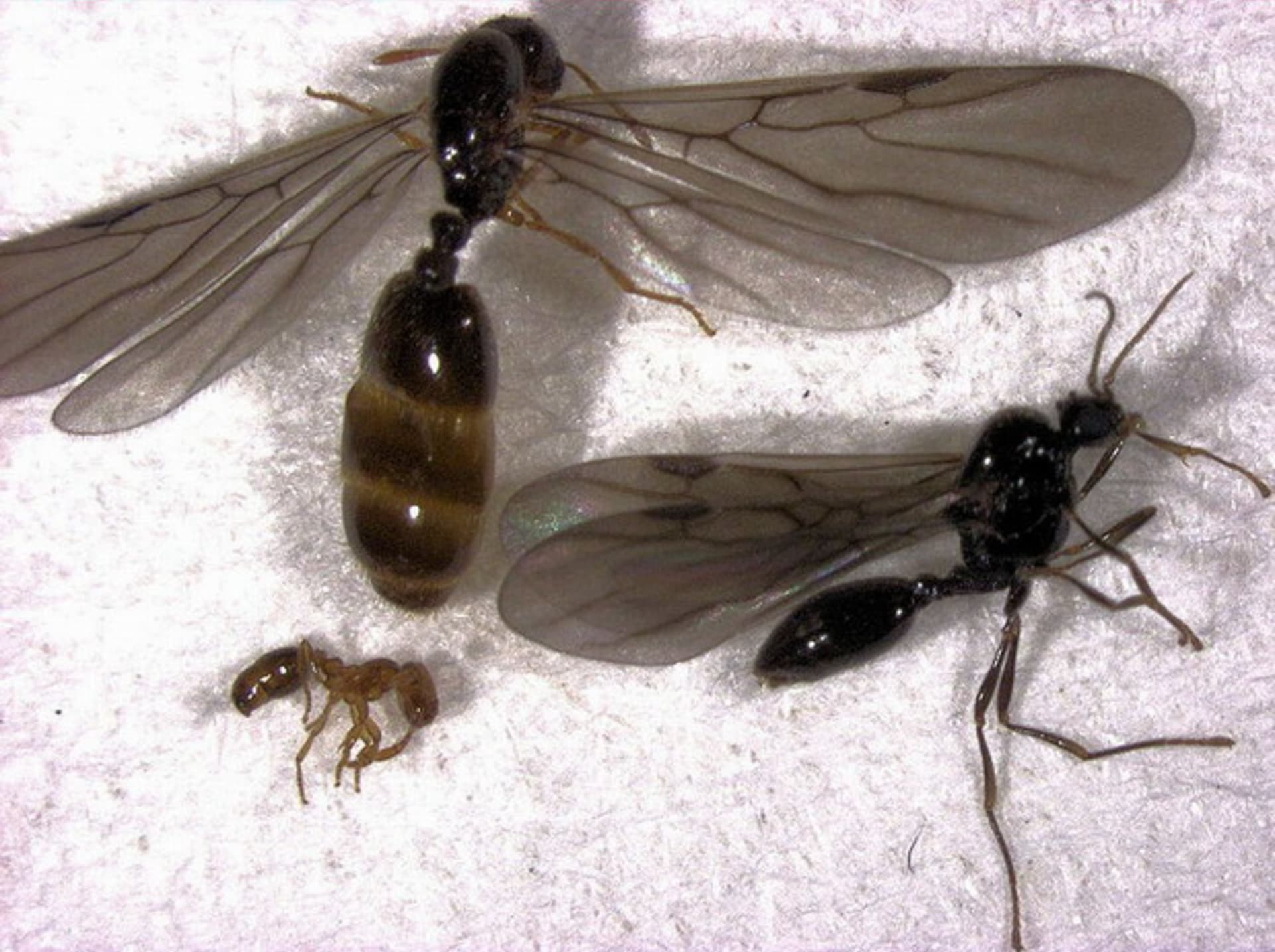 Mravenec akáciový Pseudomyrmex ferruginea