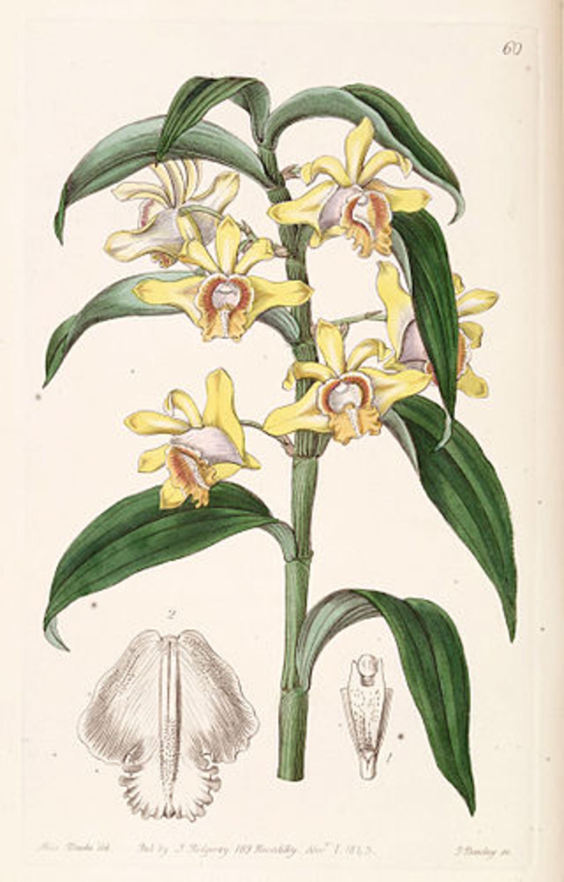 Dendrobium ruckeri