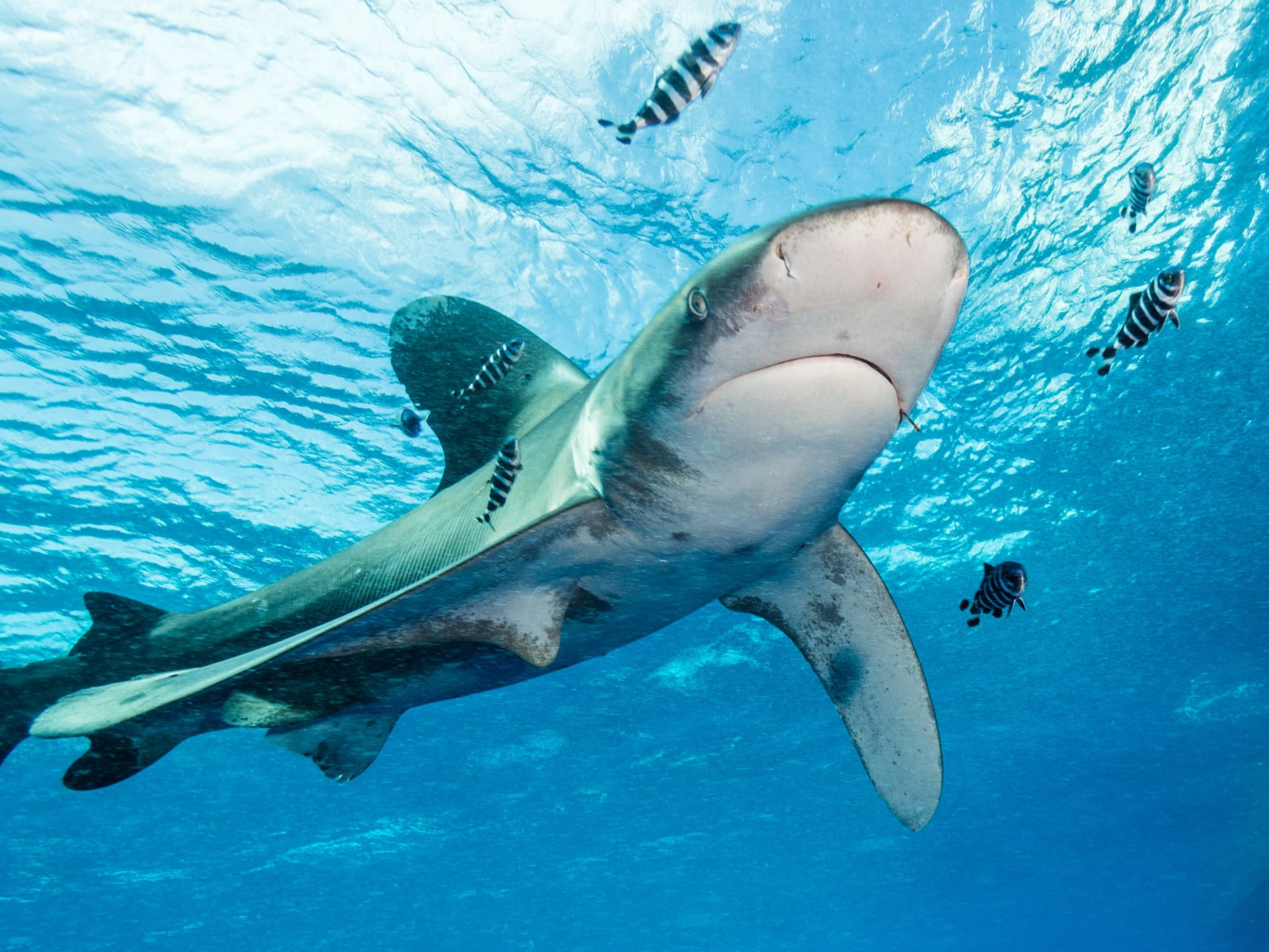 Žralok dlouhoploutvý loví v organizovaných smečkách
