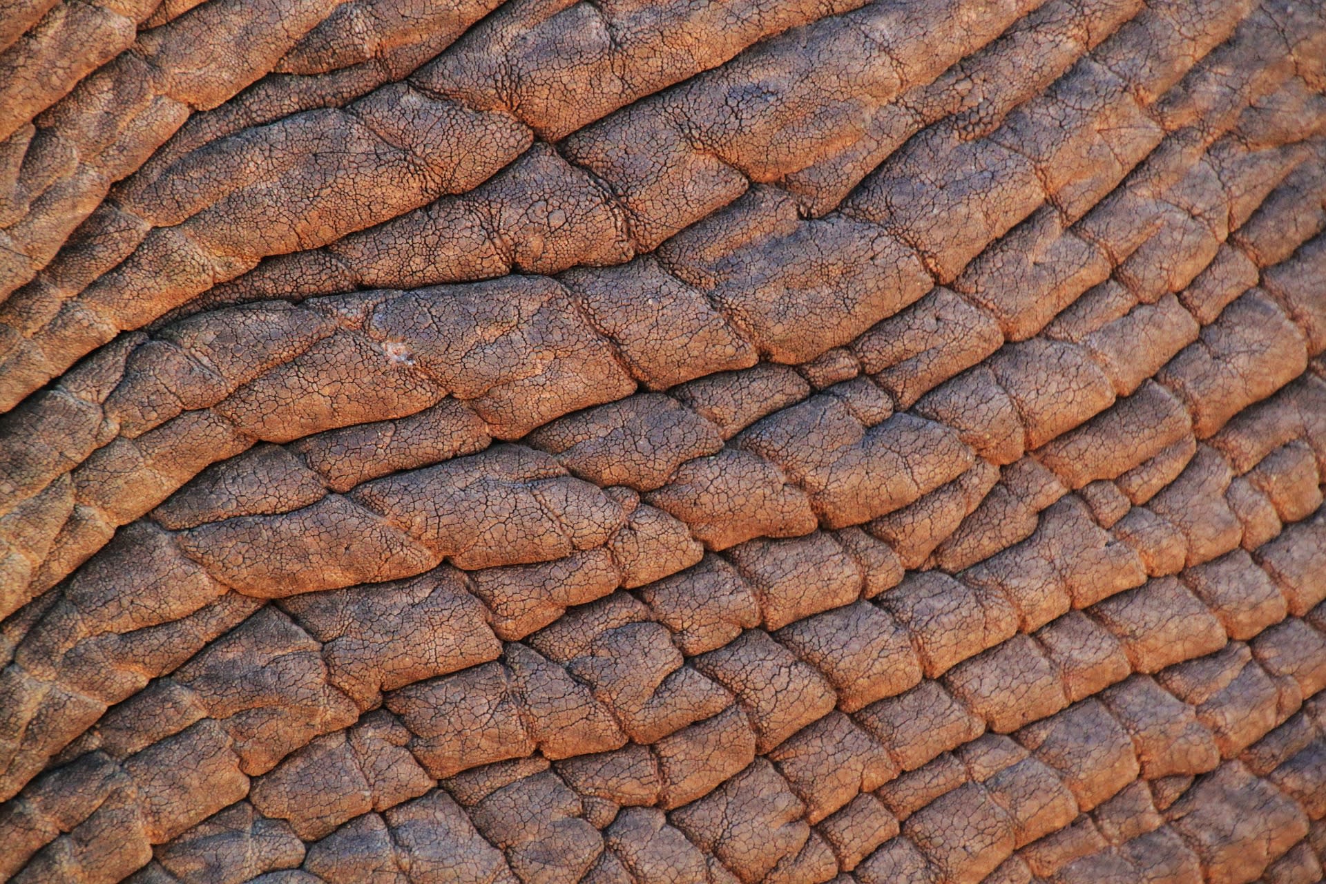 Detail sloní kůže