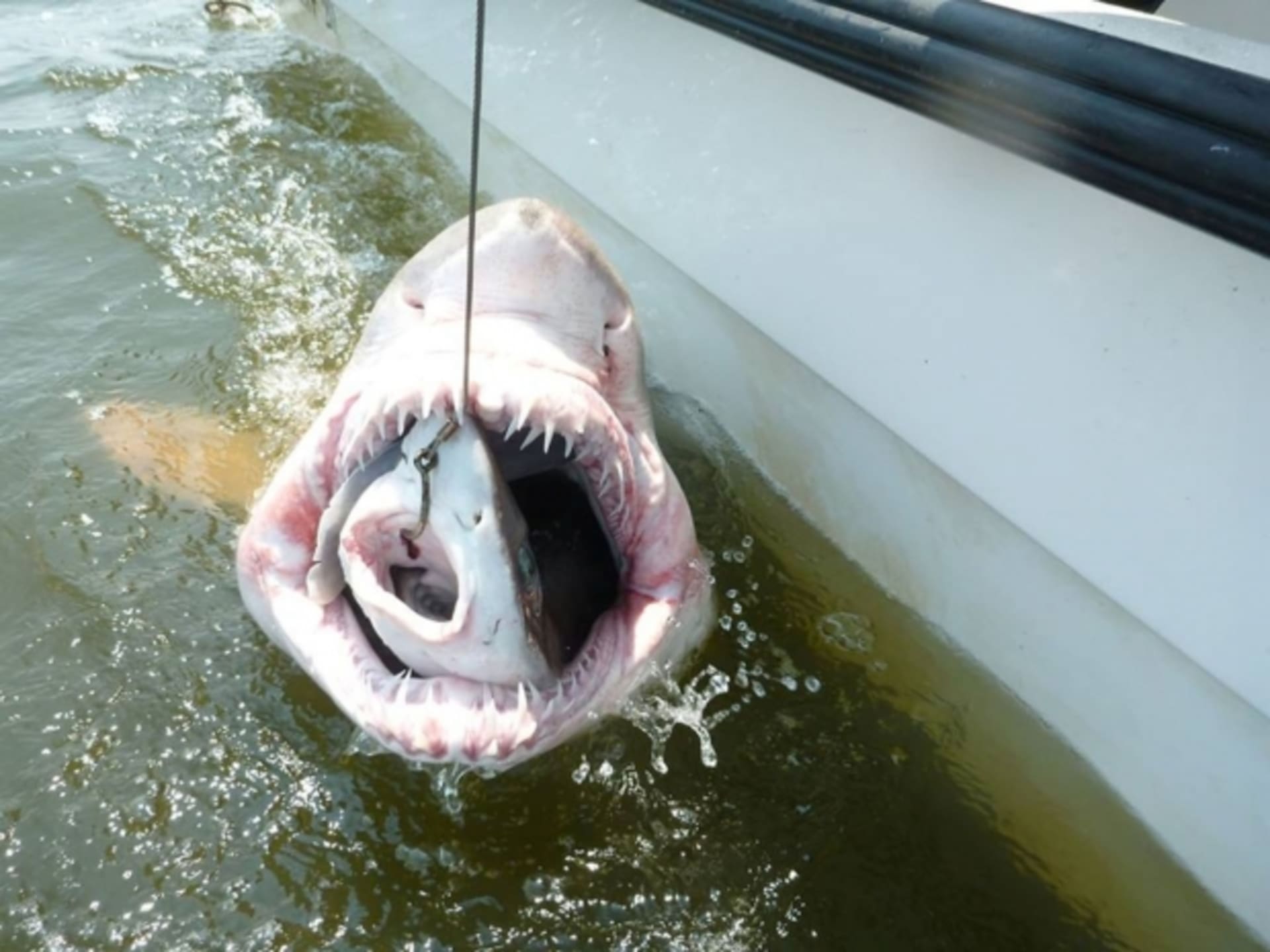 Chytání žraloků je velmi riskantní. A pokud chytíte dva najednou, je to ještě riskatnější.