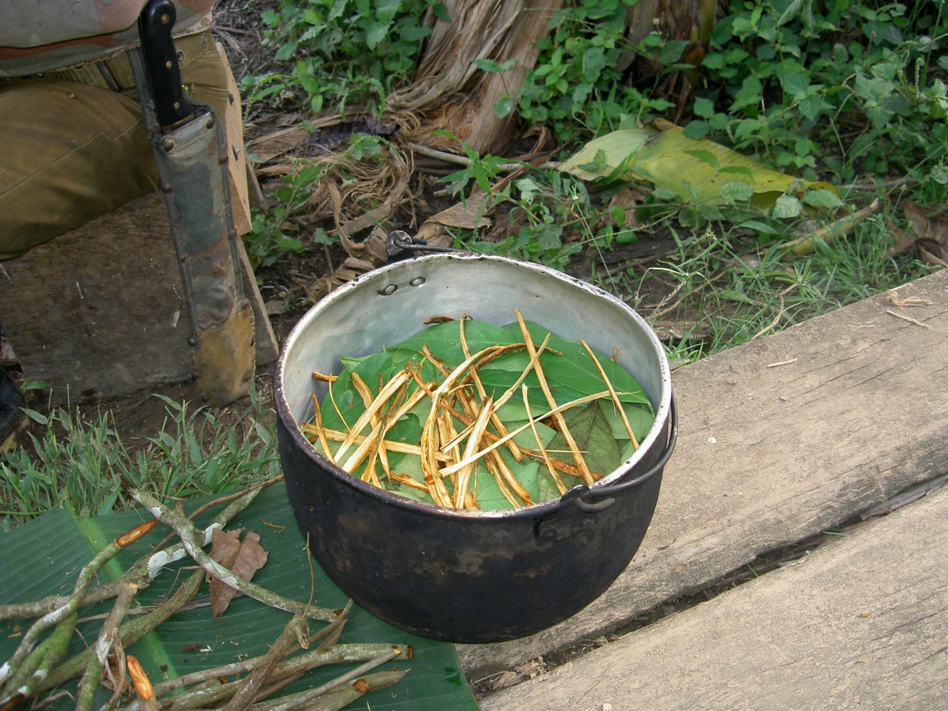 Příprava ayahuasky