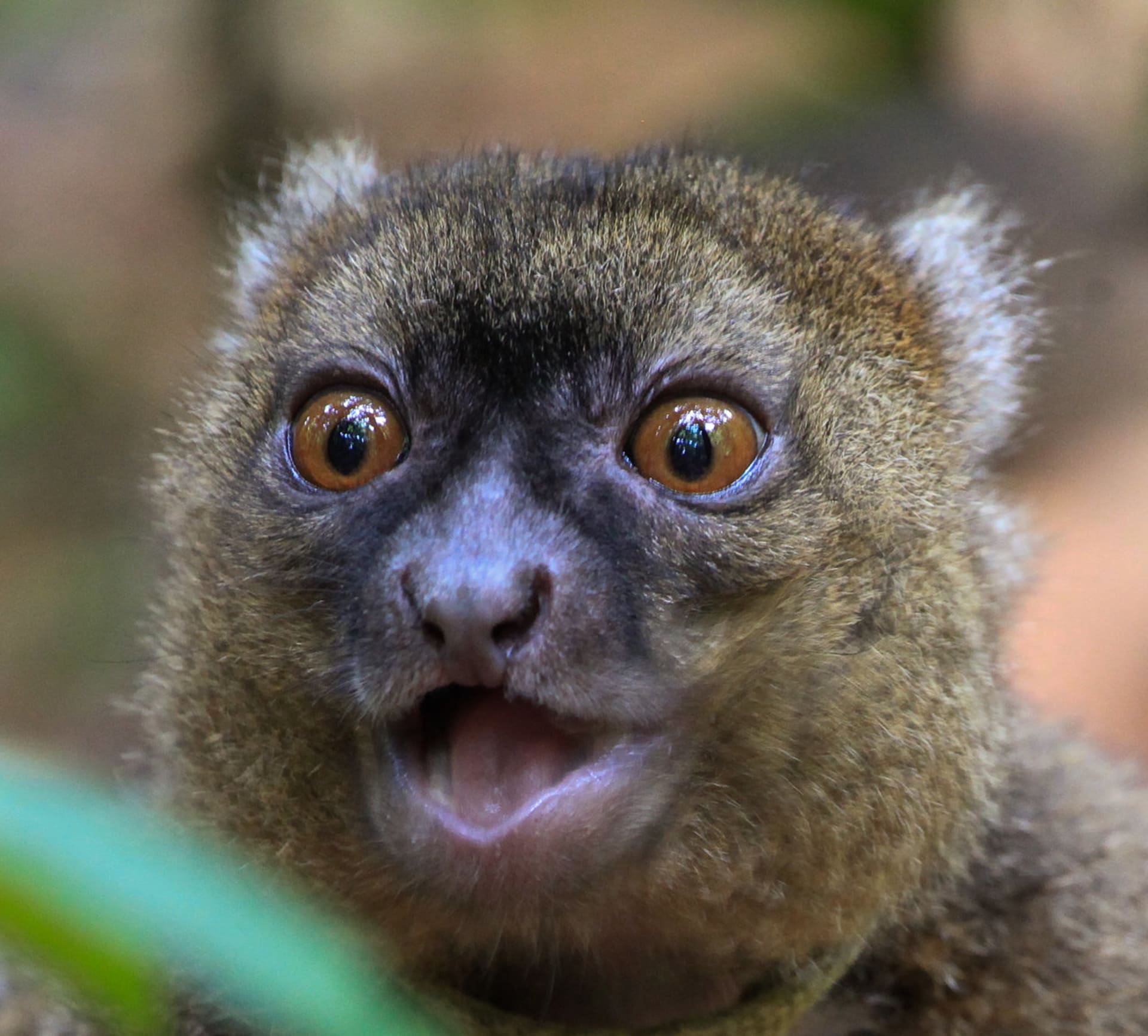 Lemur širokonosý