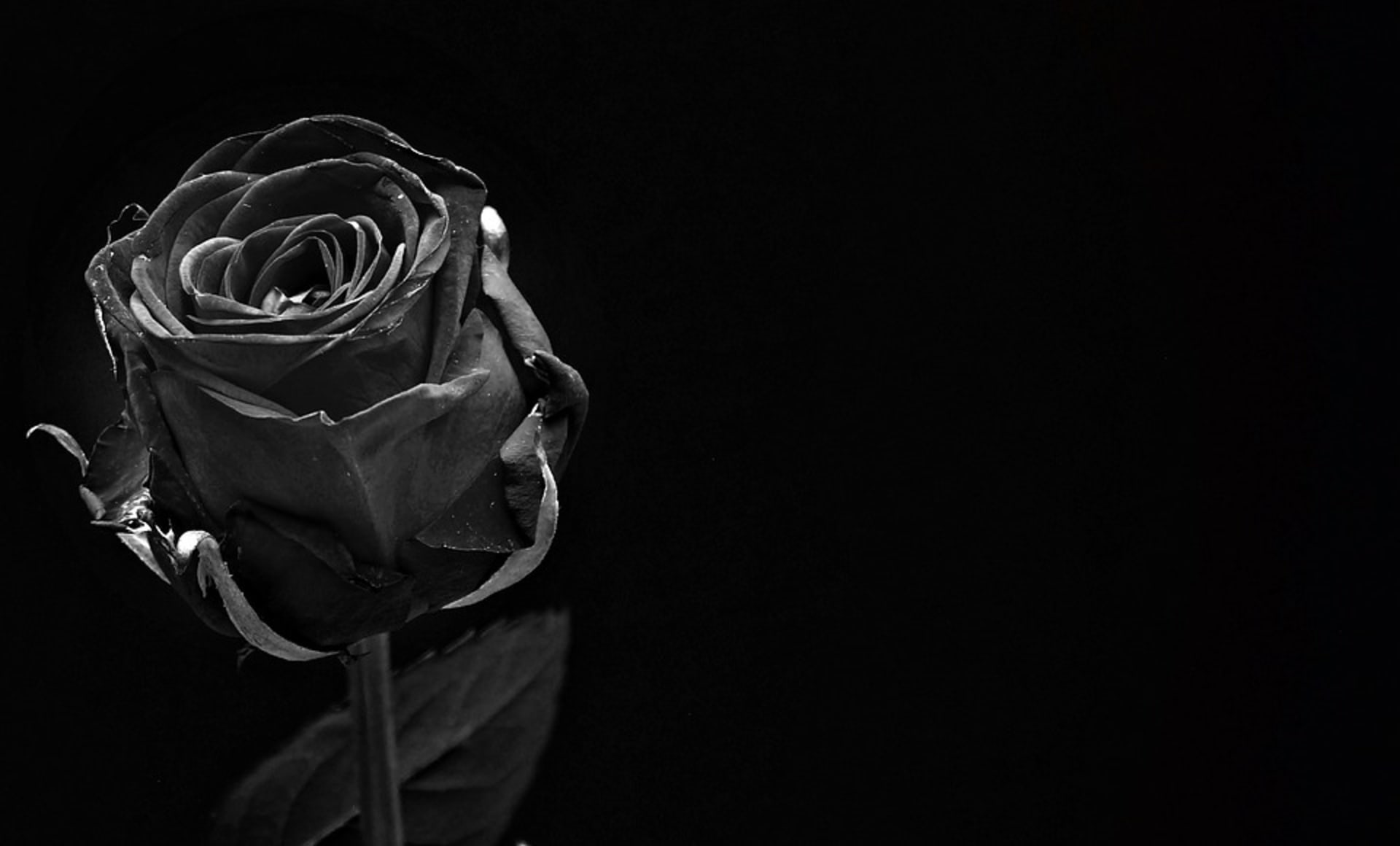 Černá růže - "bílá vrána" mezi růžemi