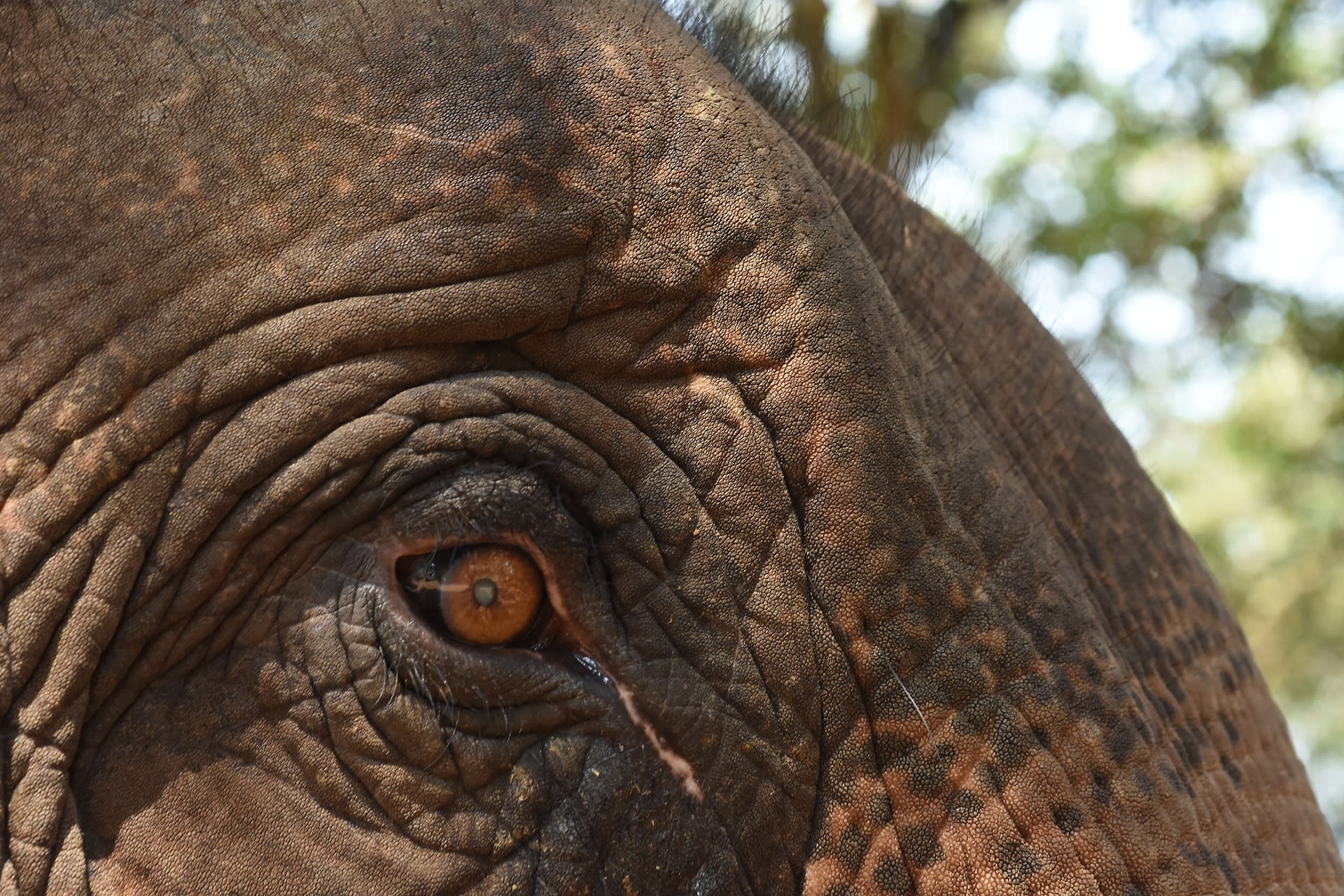 Slon indický detail hlavy