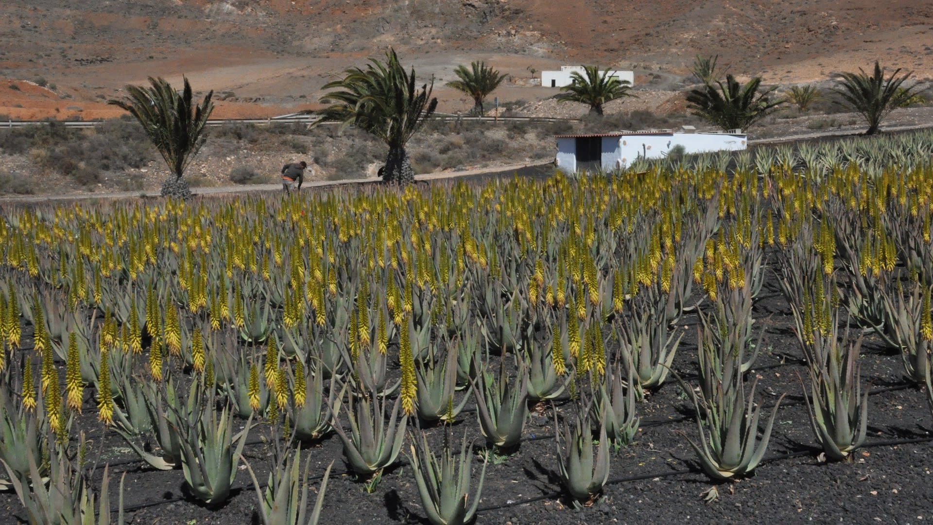 Plantáž Aloe vera