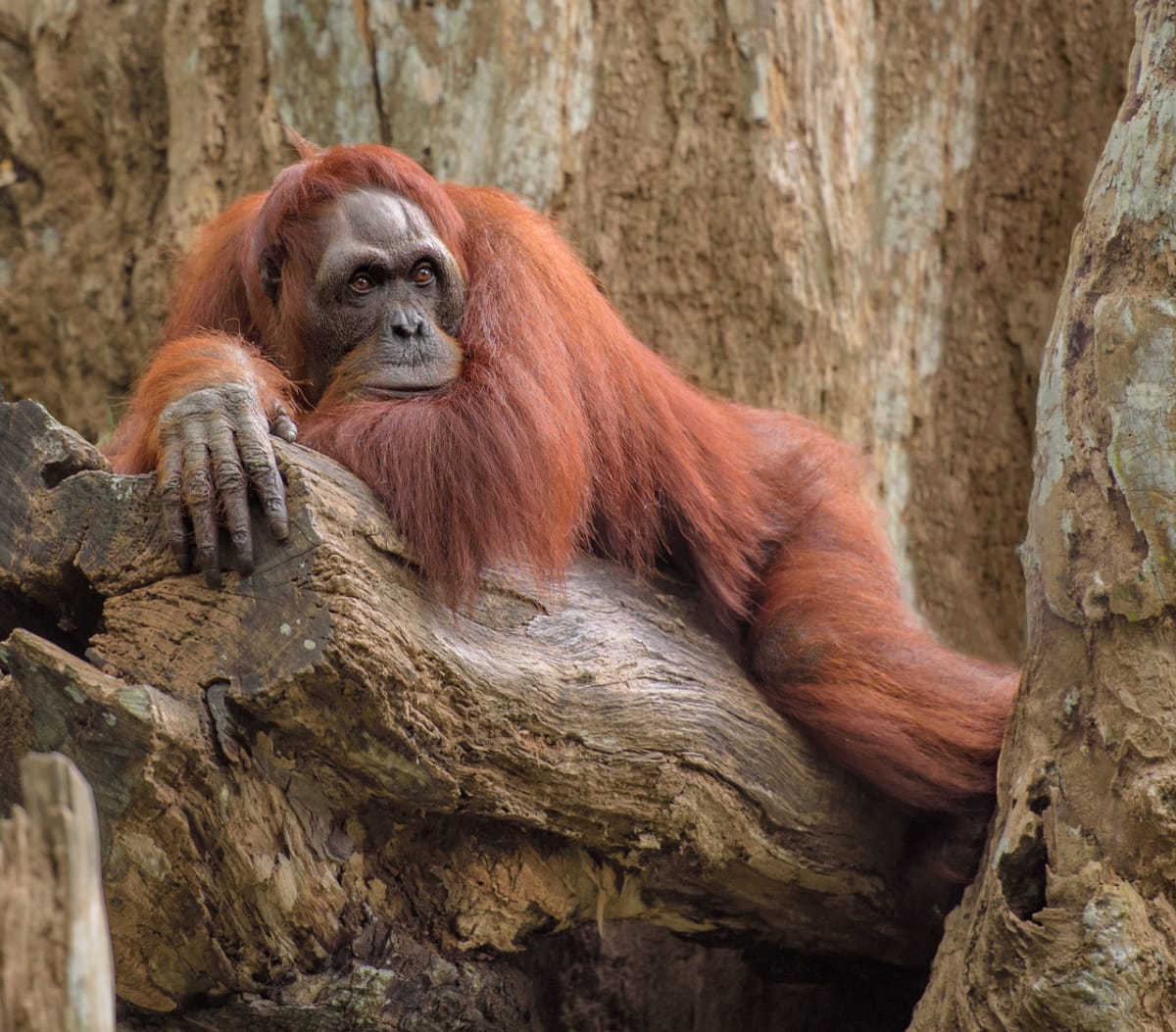 Orangutani: zrzaví pralesní muži, kterým hrozí vyhynutí - Obrázek 5