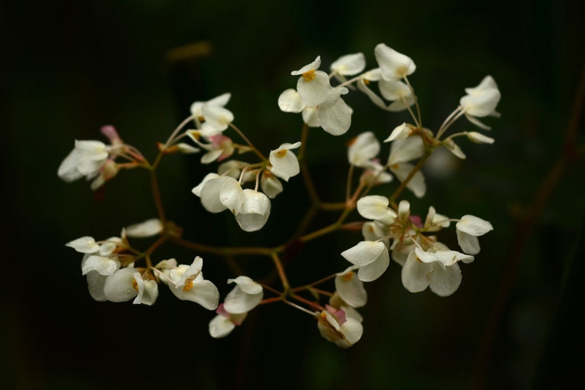 begonia - květ