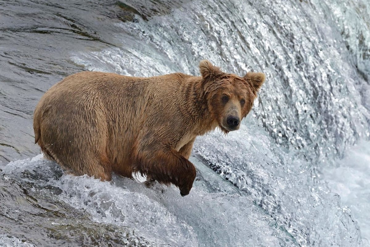 Když se medvědům nedaří rybolov - Obrázek 2
